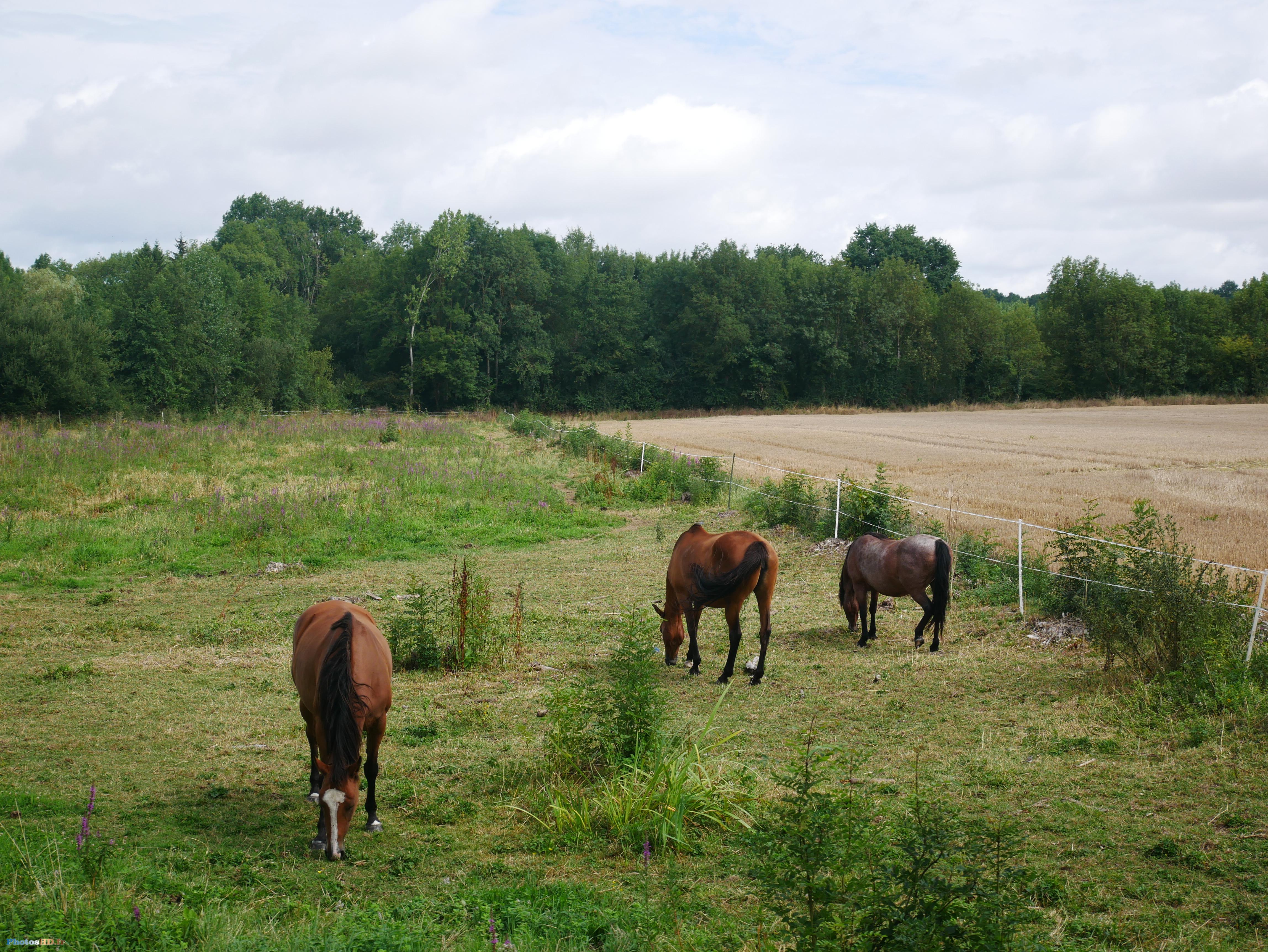 Les Chevaux de Curzay-sur-Vonne