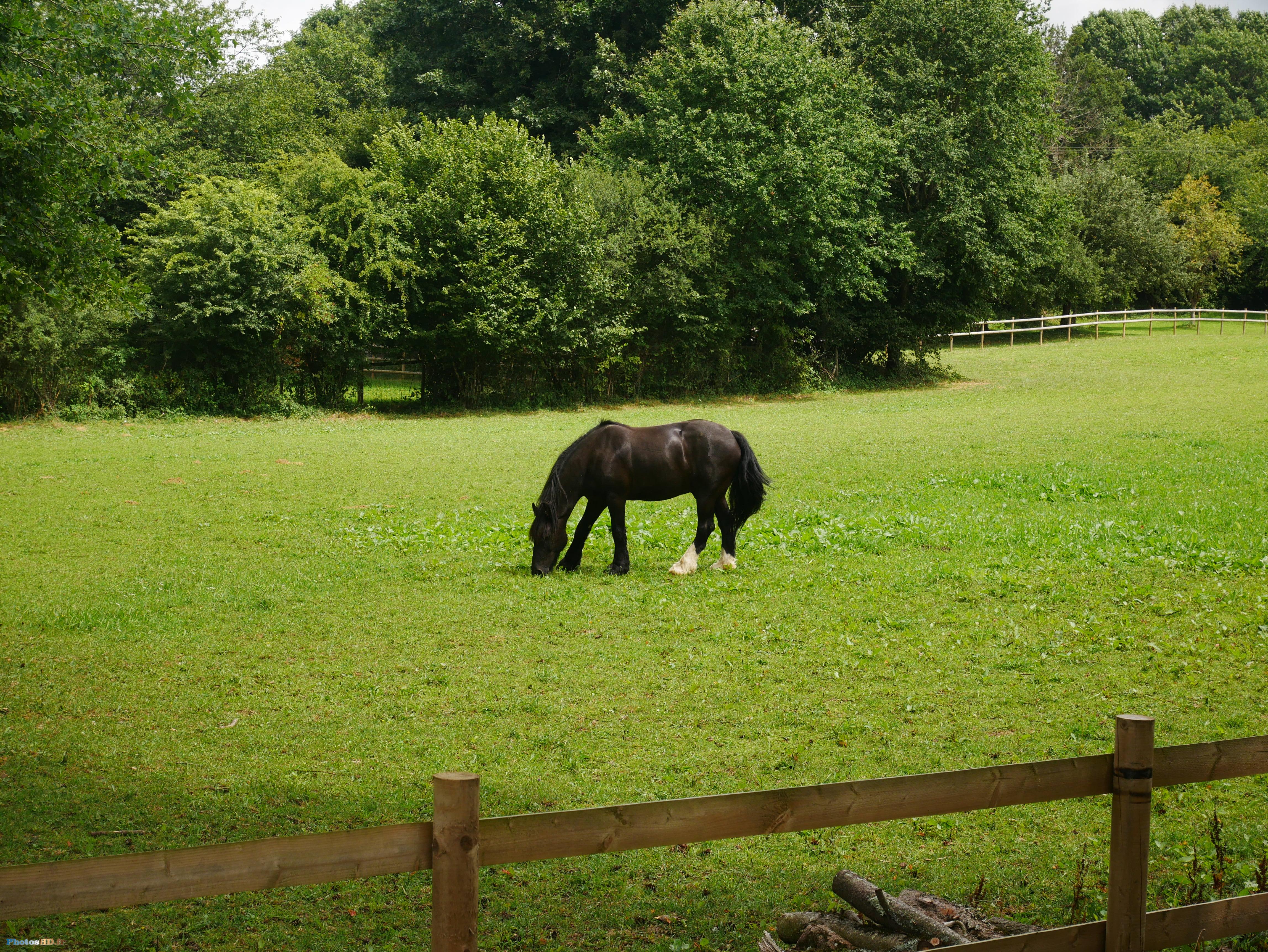 Le cheval noir de St Christophe