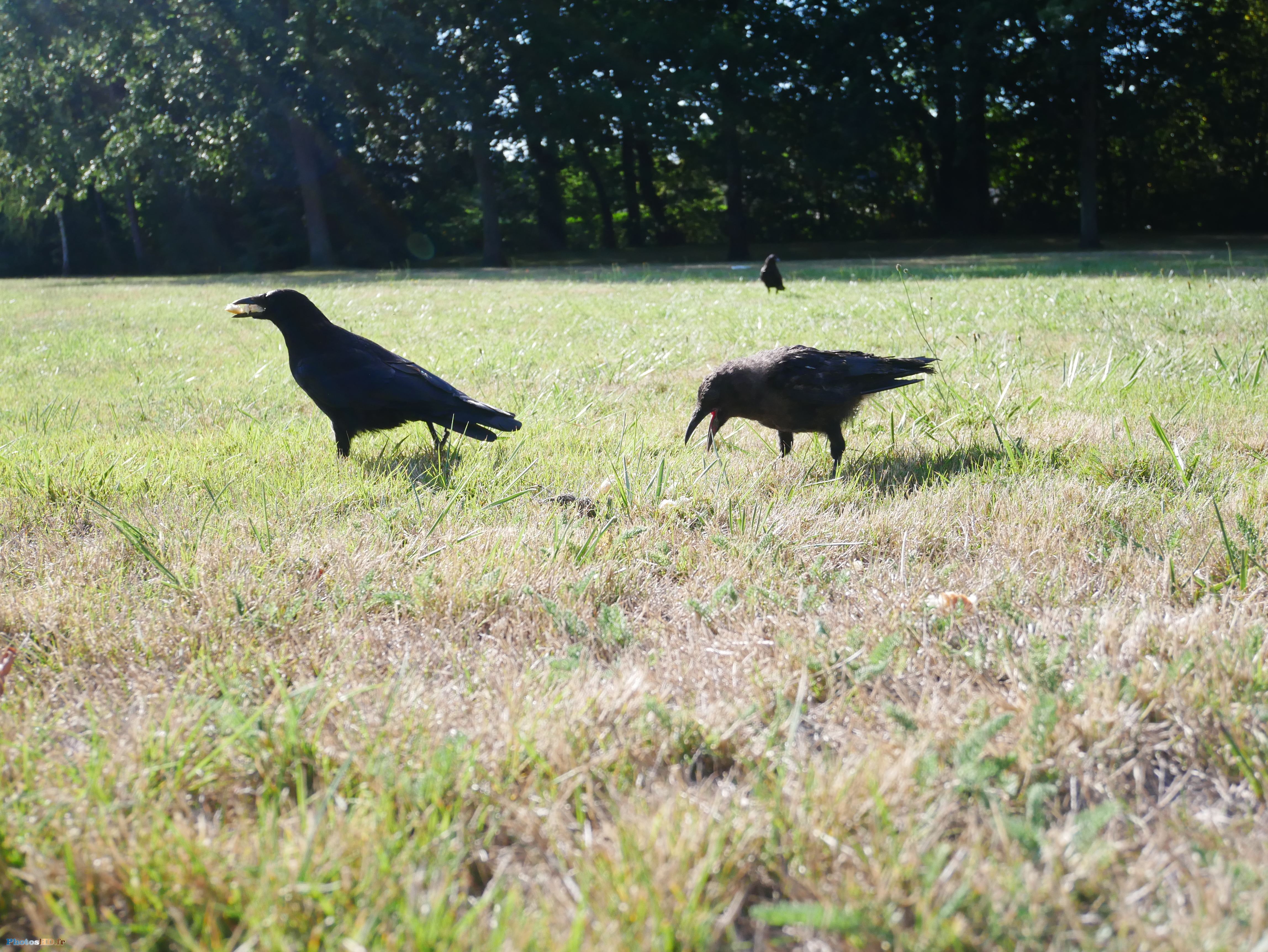 Famille de grands corbeaux