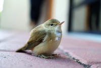 Petit oiseau