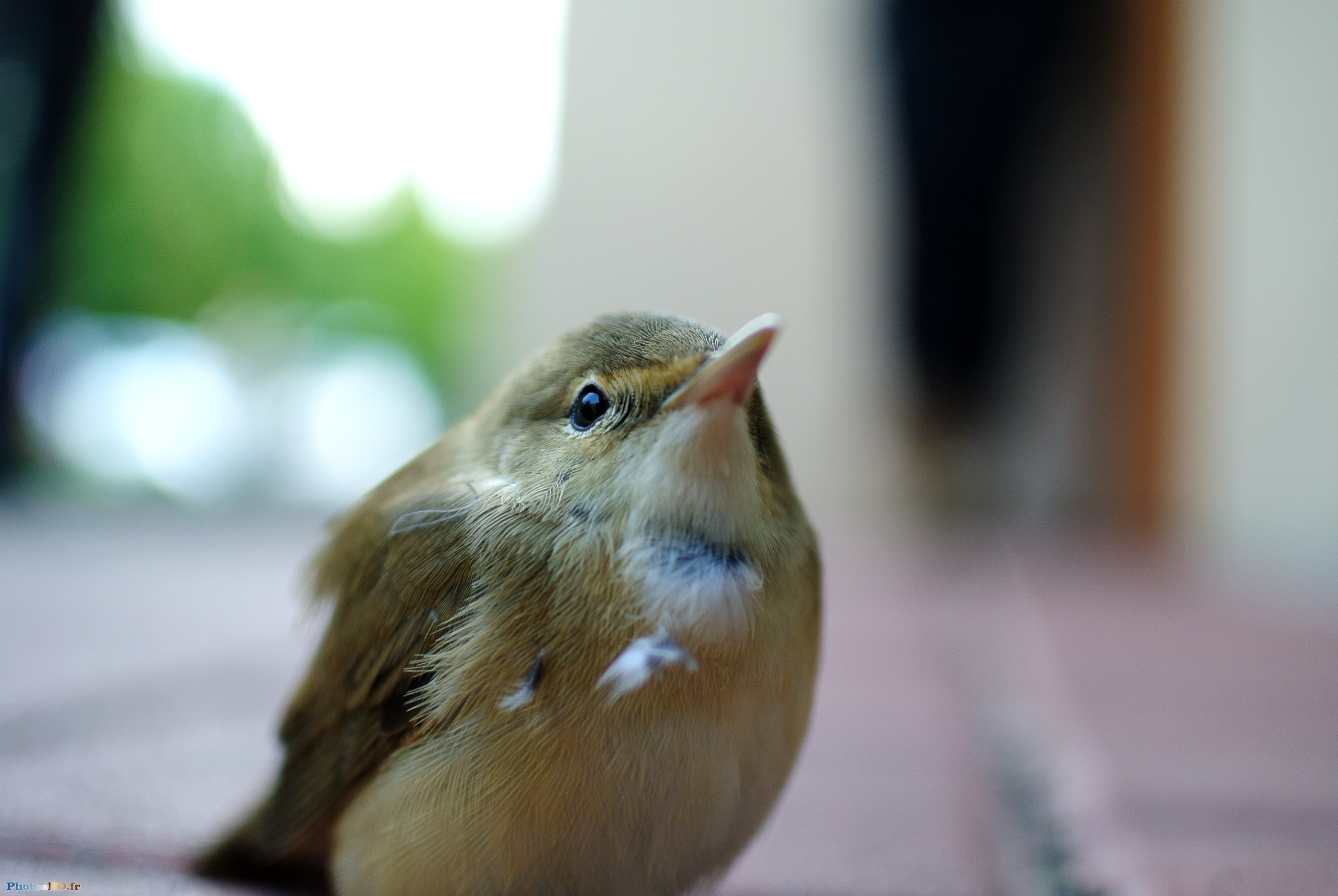 Petit oiseau