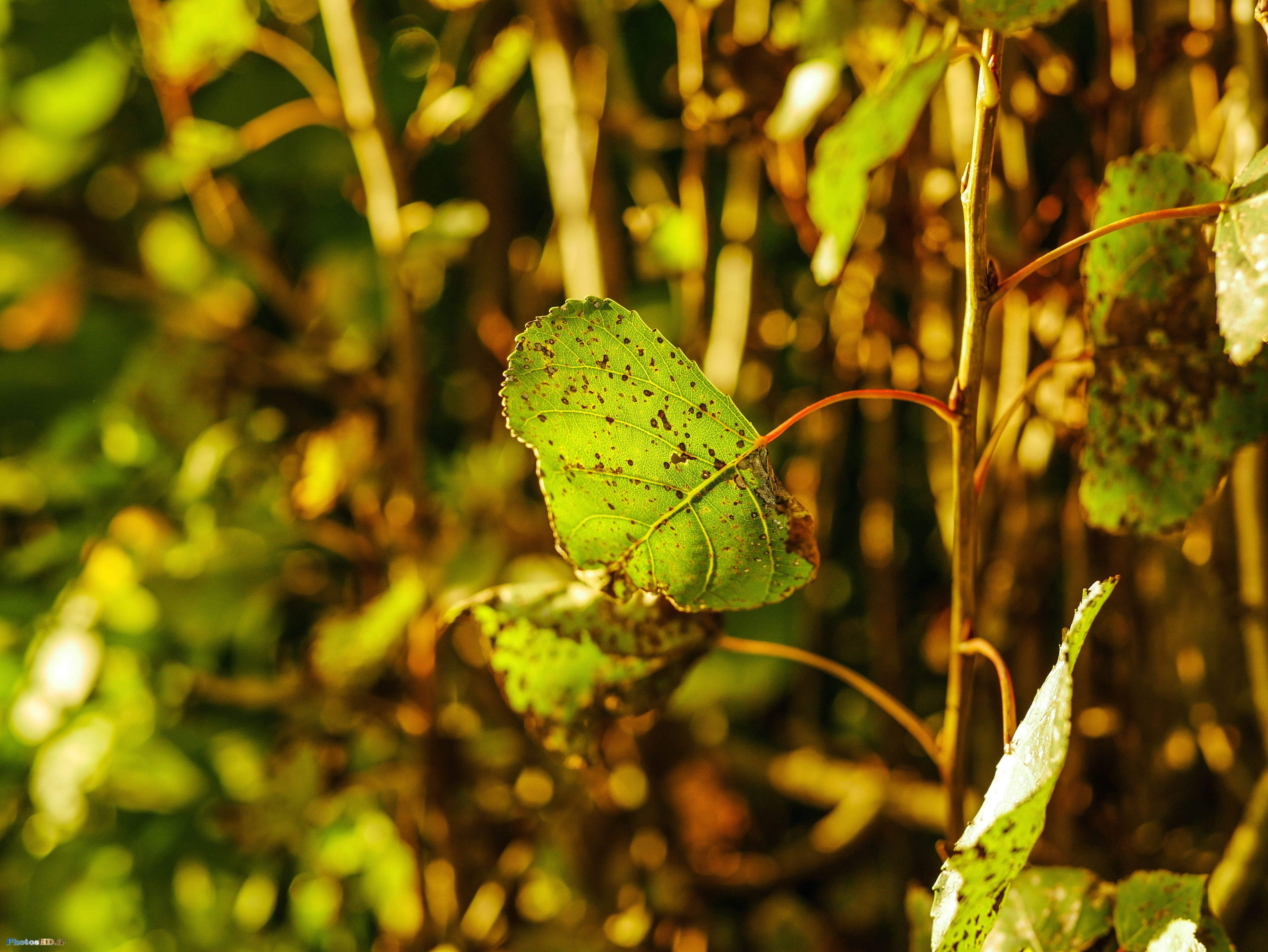 Feuille de peuplier