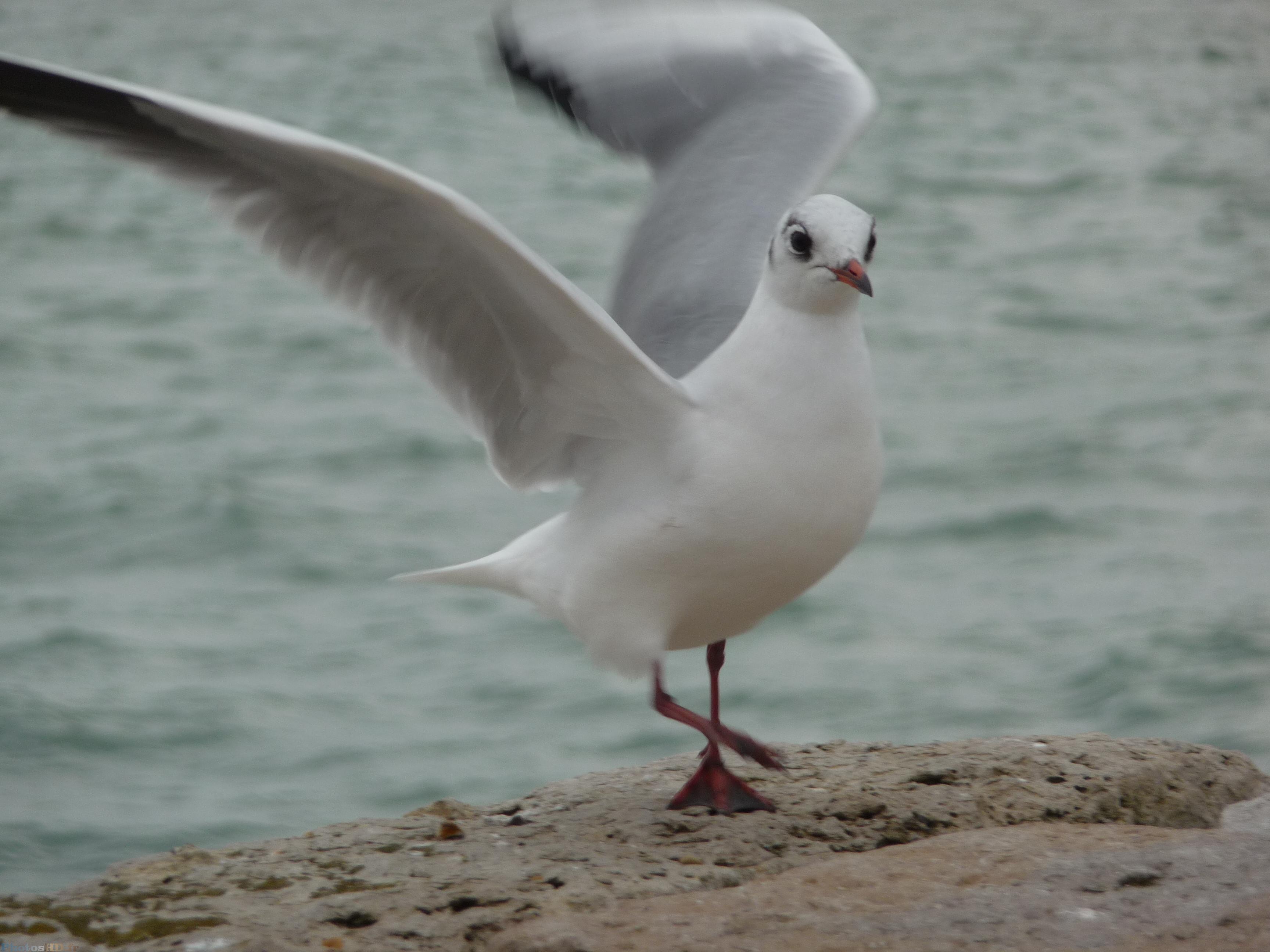 La Mouette de Portsmouth