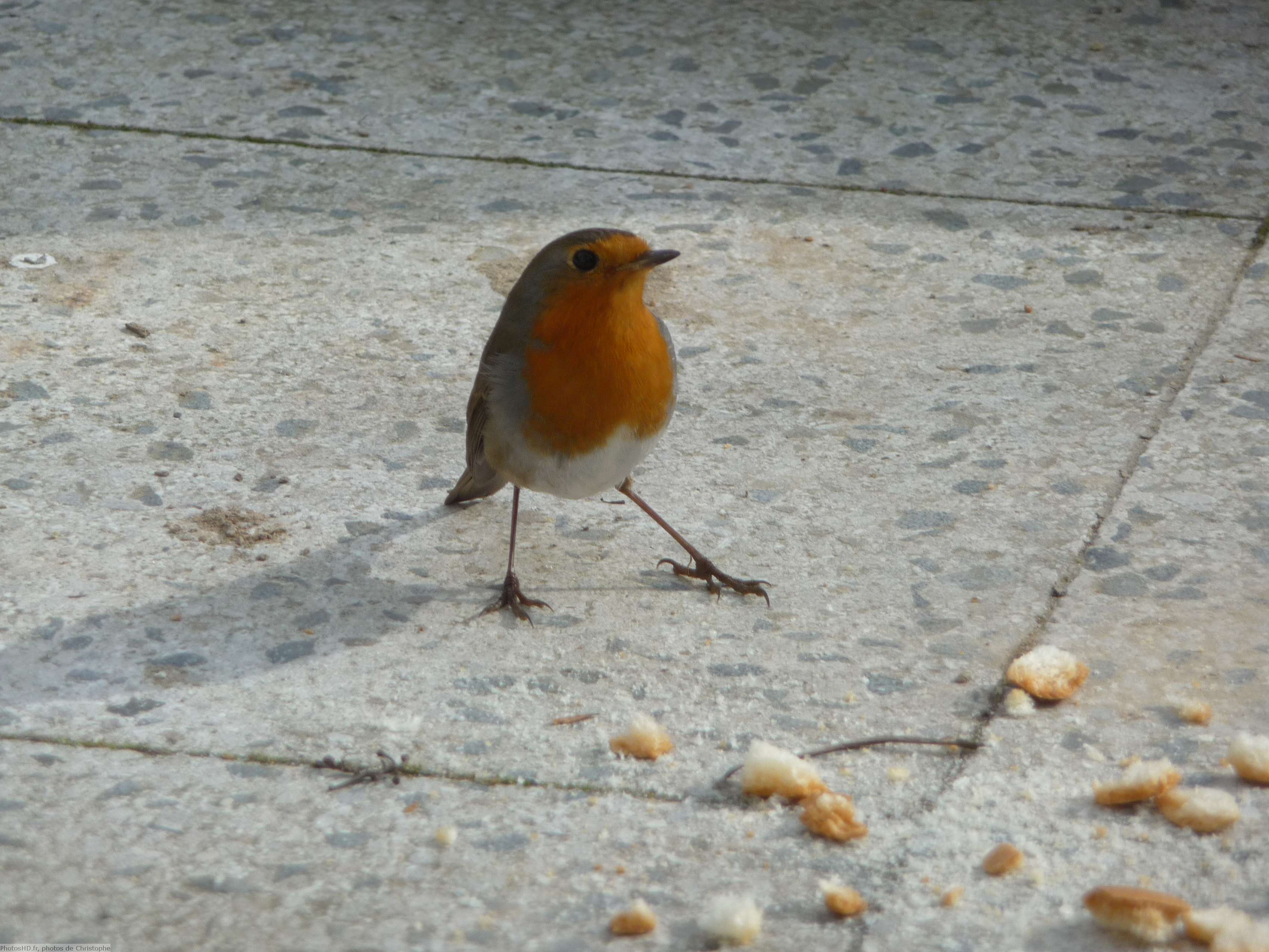 Rouge Gorge