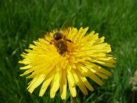 Abeille sur pissenlit