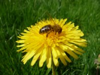 Abeille sur pissenlit