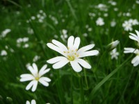 Géranium Herbe à Robert