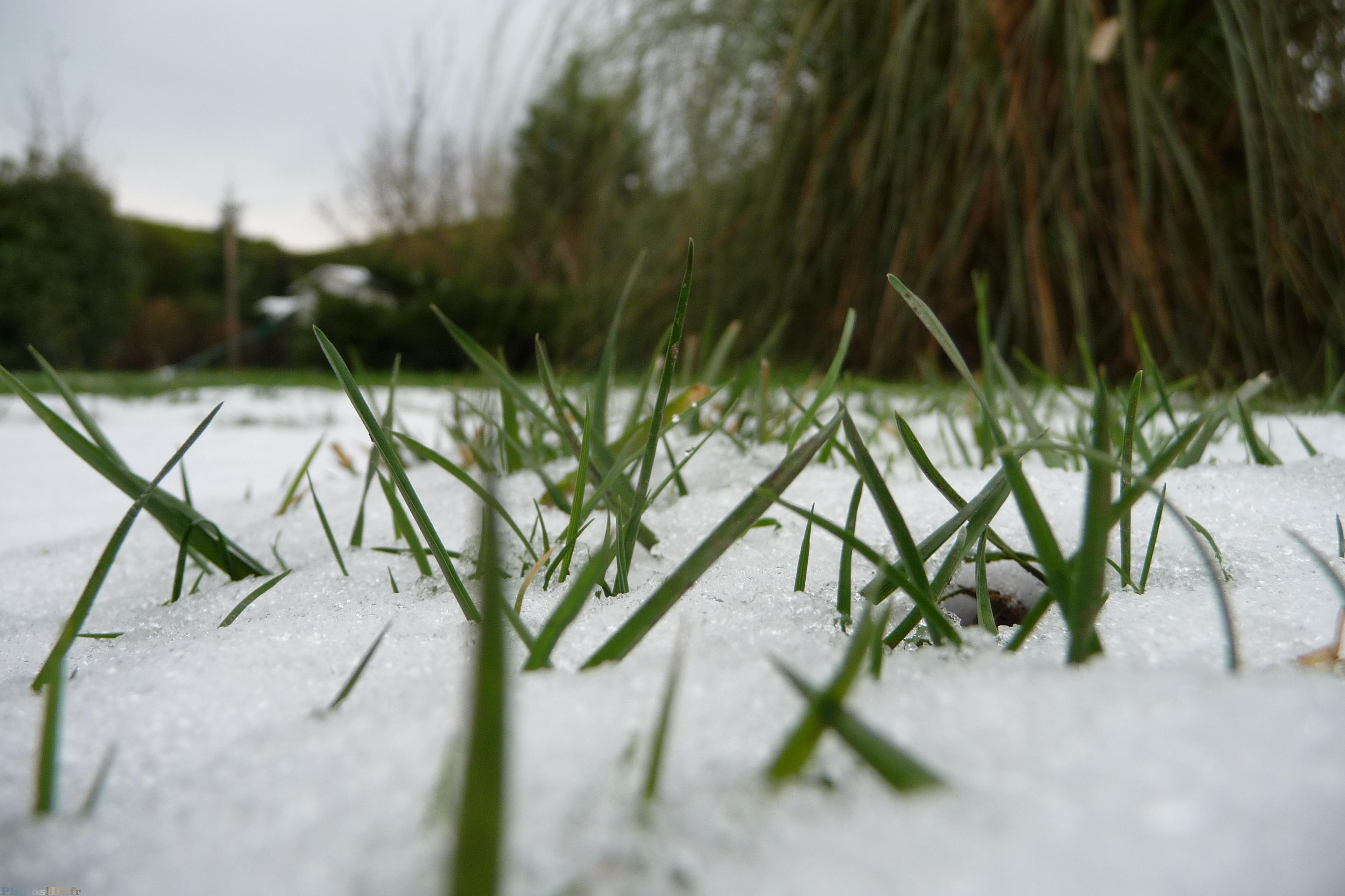 Neige herbe