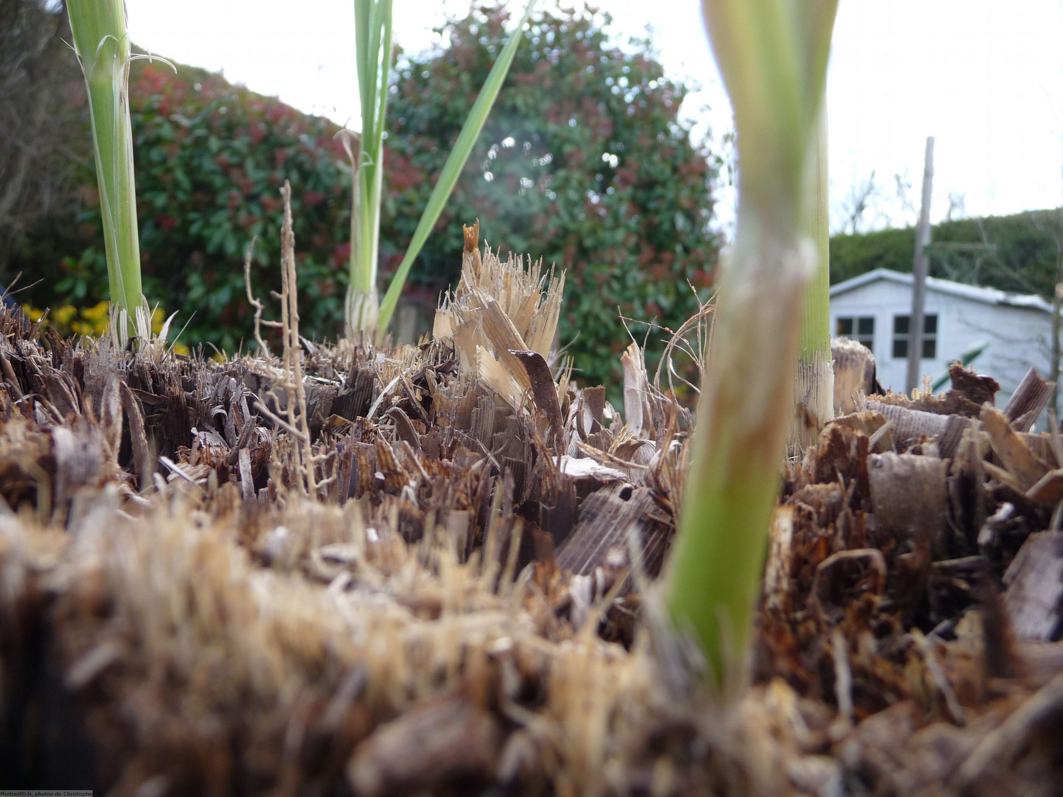 Herbe de la pampa grillée