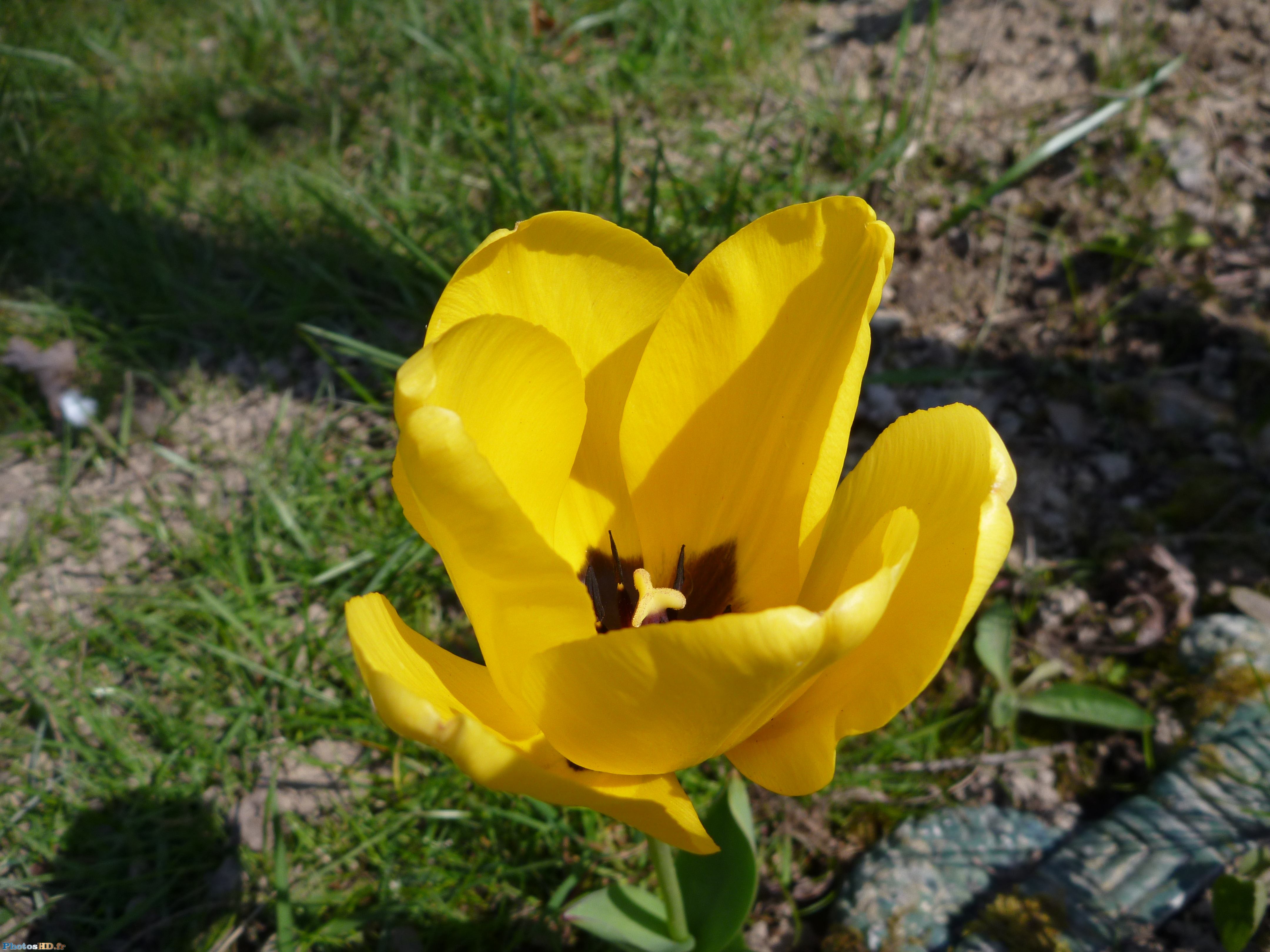 Tulipe