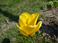 Tulipe