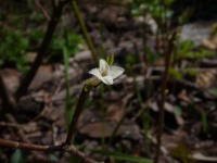 Fleur