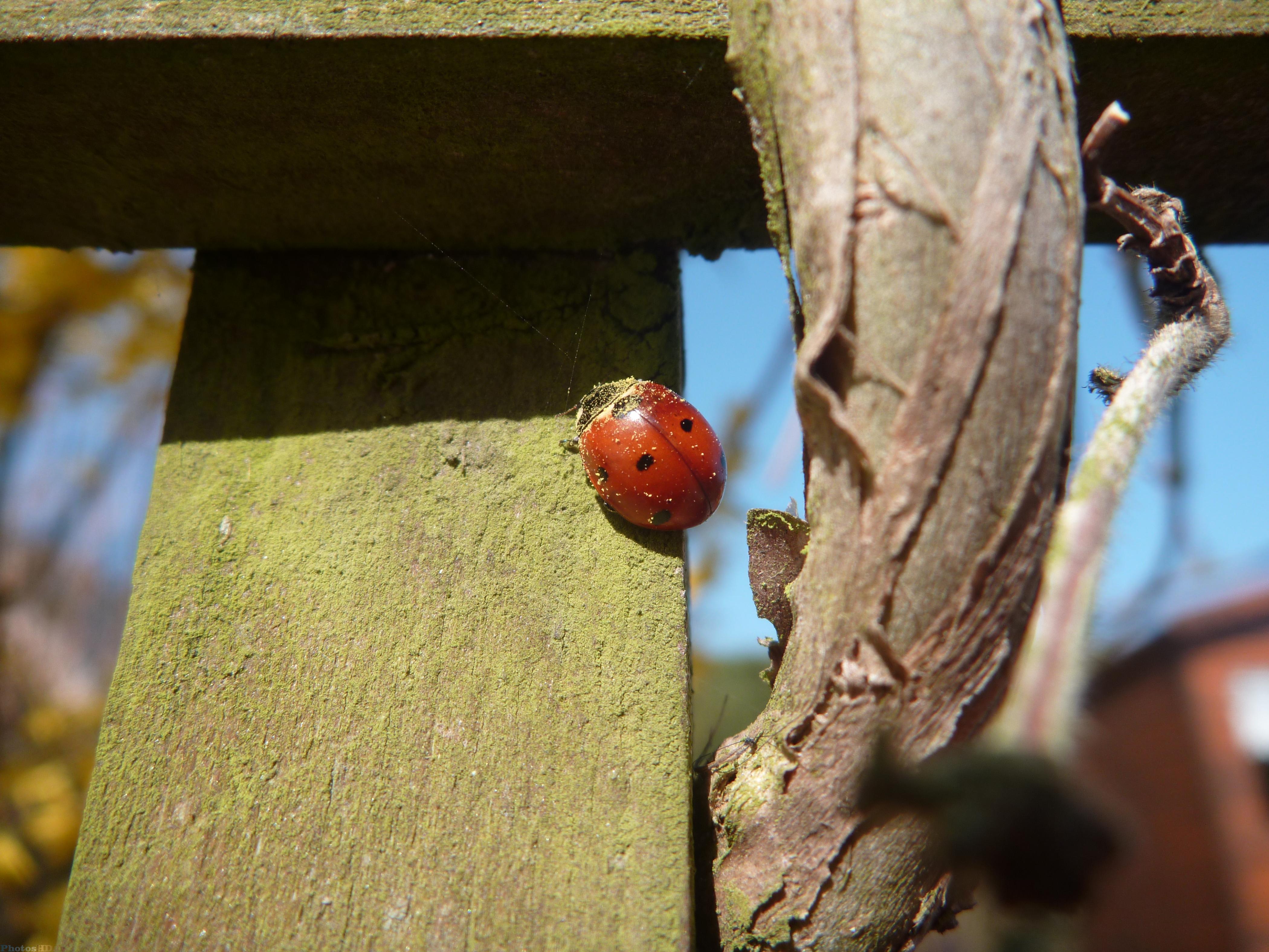 Coccinelle