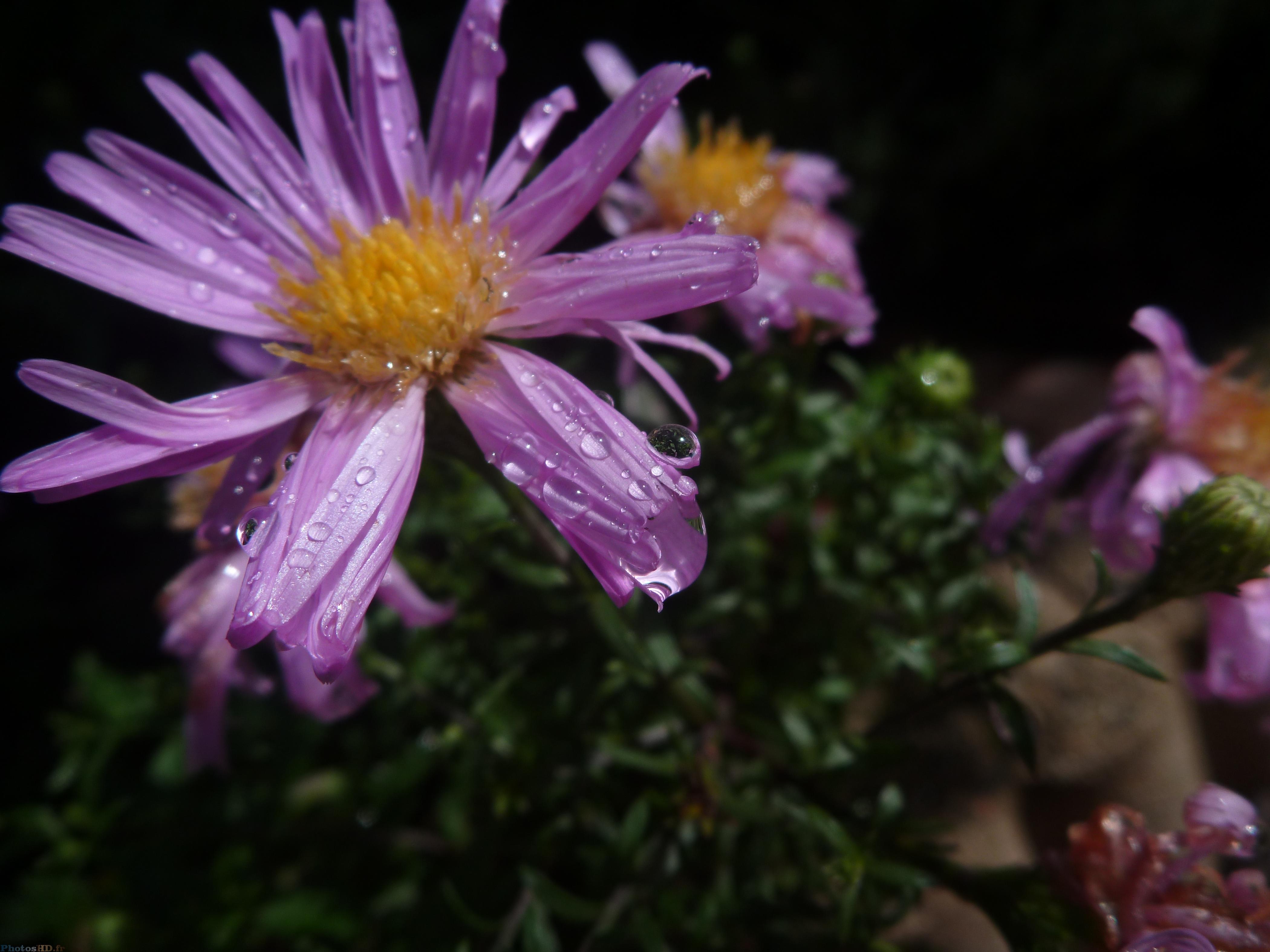 Gouttes d'eau fleur