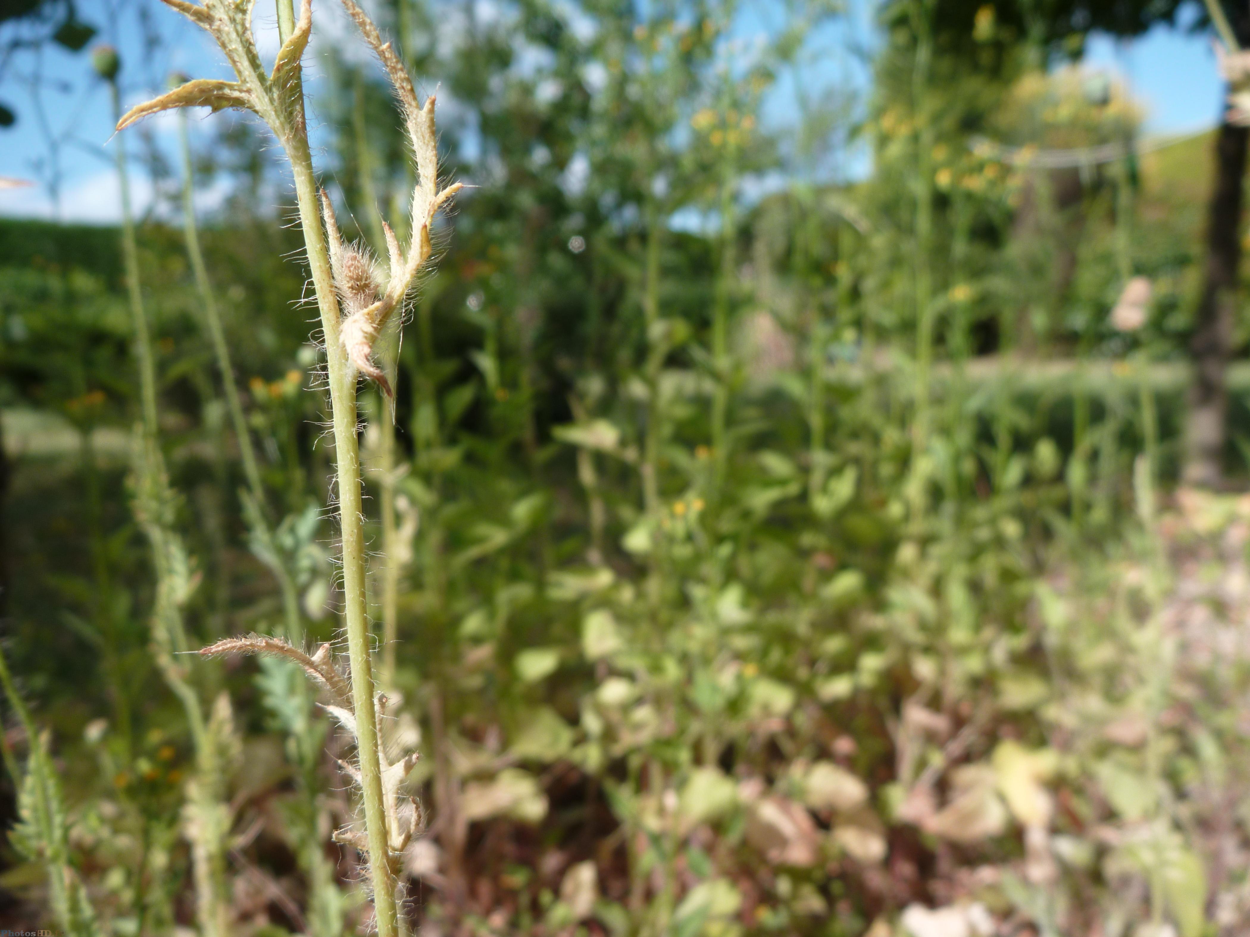 Plantes de jardin