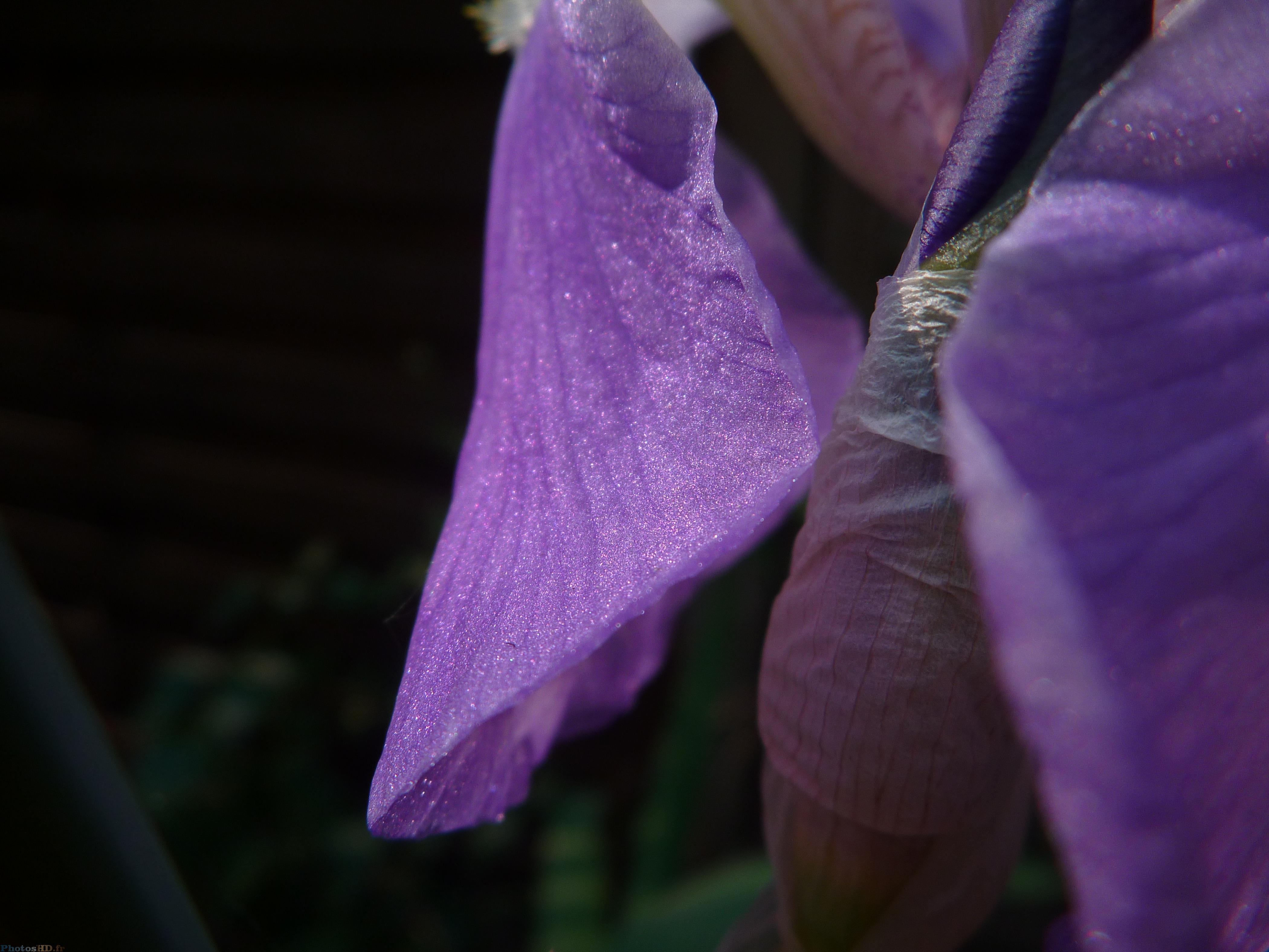 Pétales d'iris violet