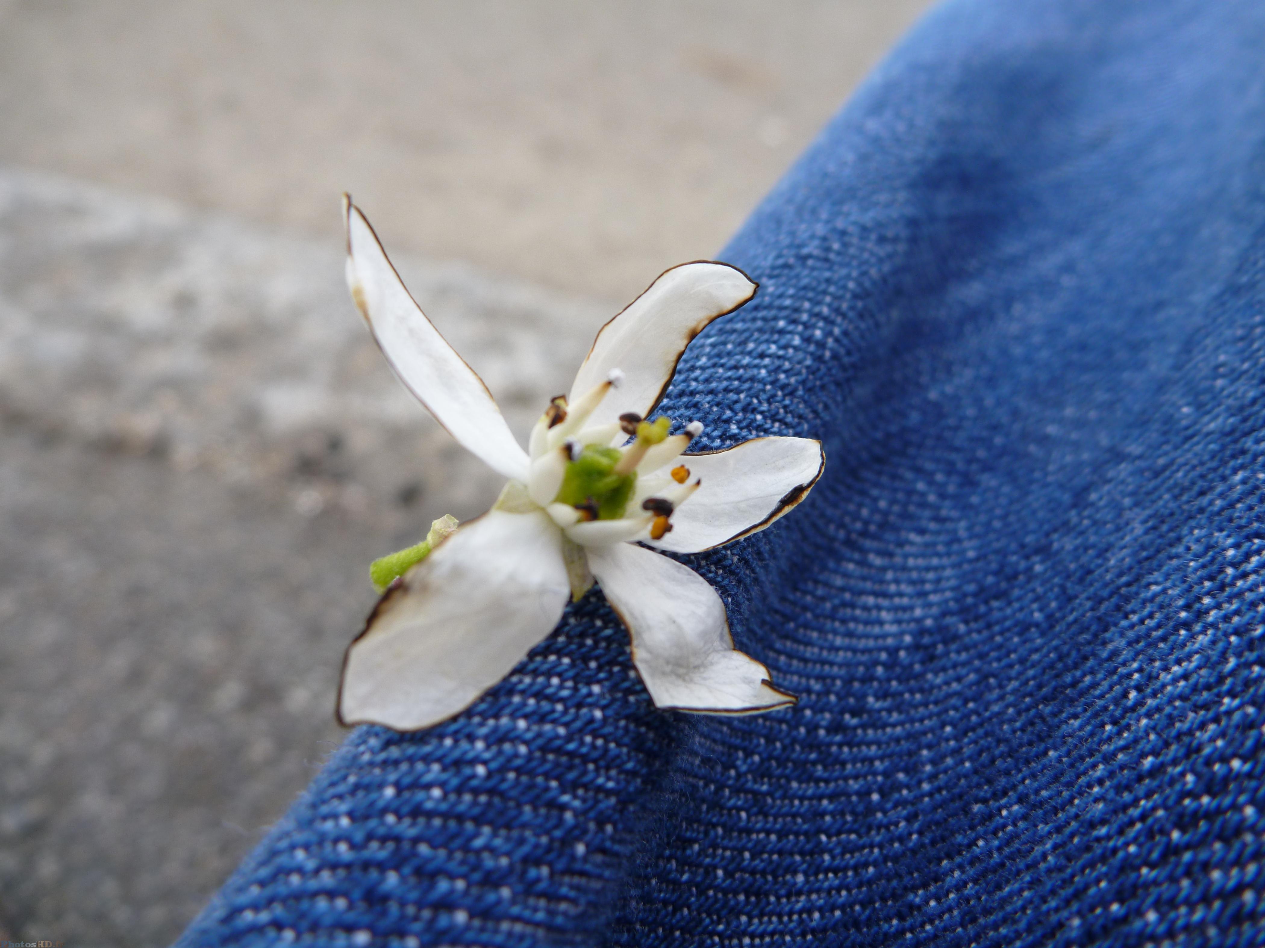 Fleur brûlée