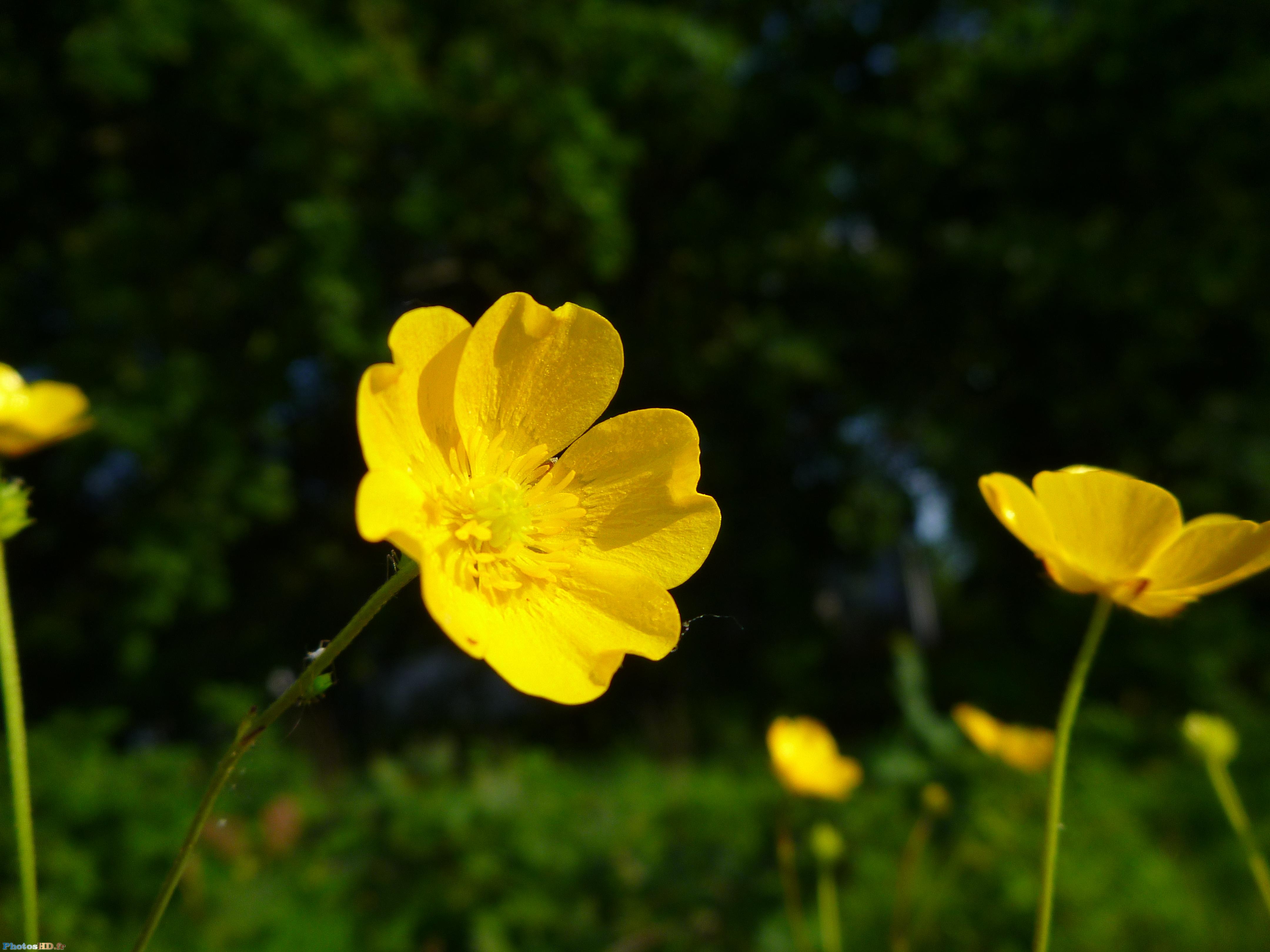 Fleur