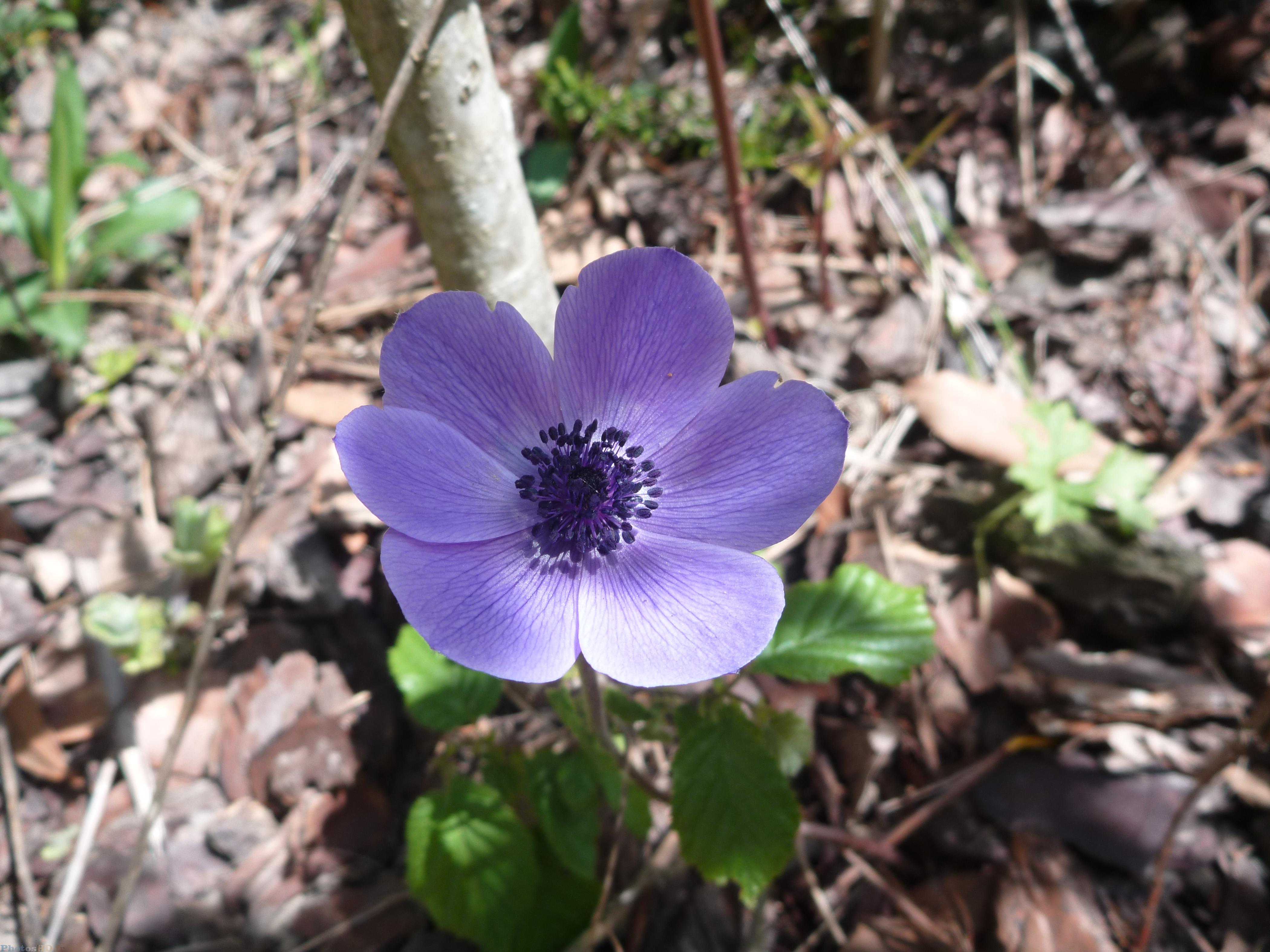 Fleur