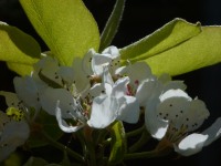 Fleur de poirier