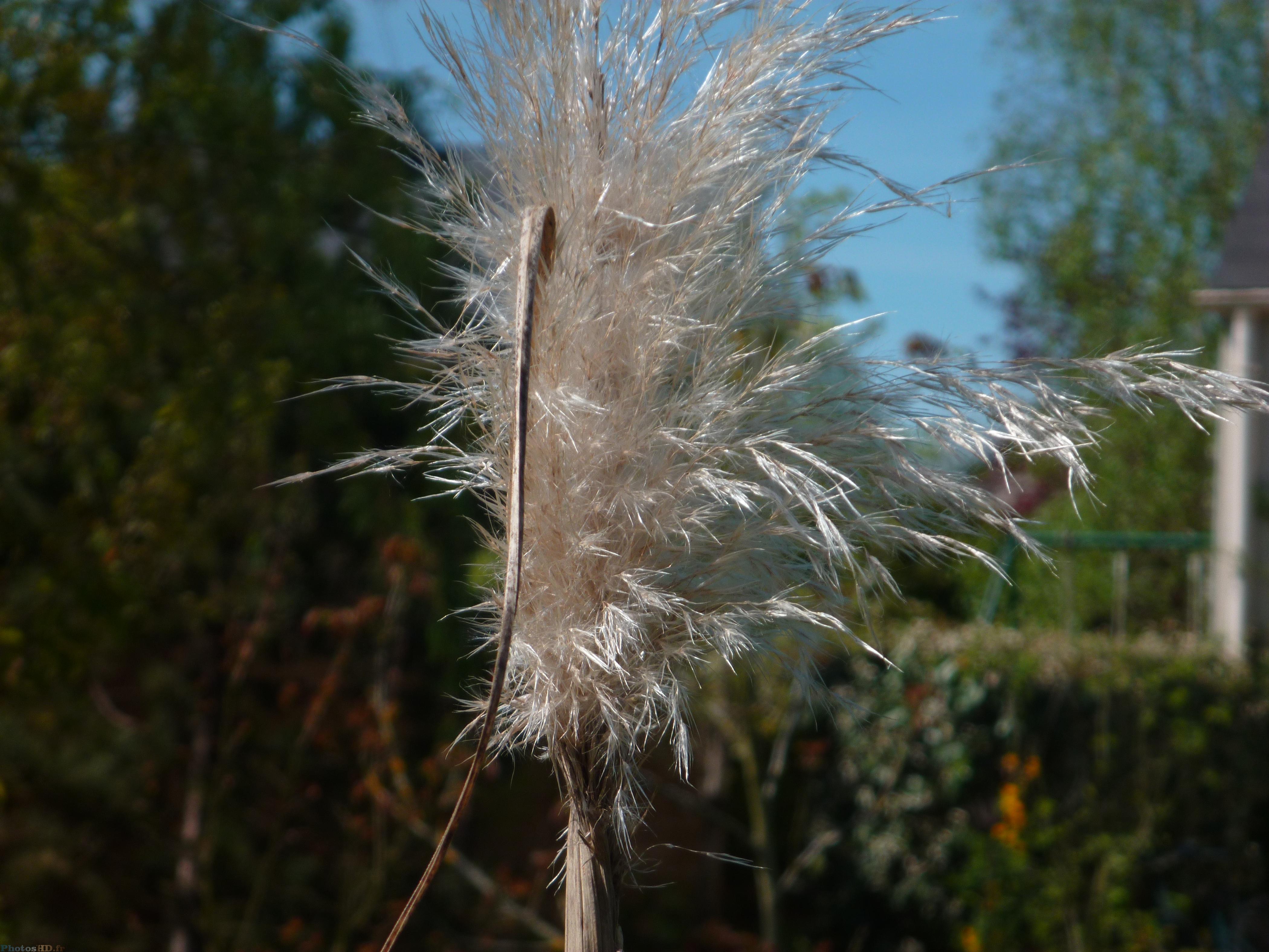 Herbe de la pampa