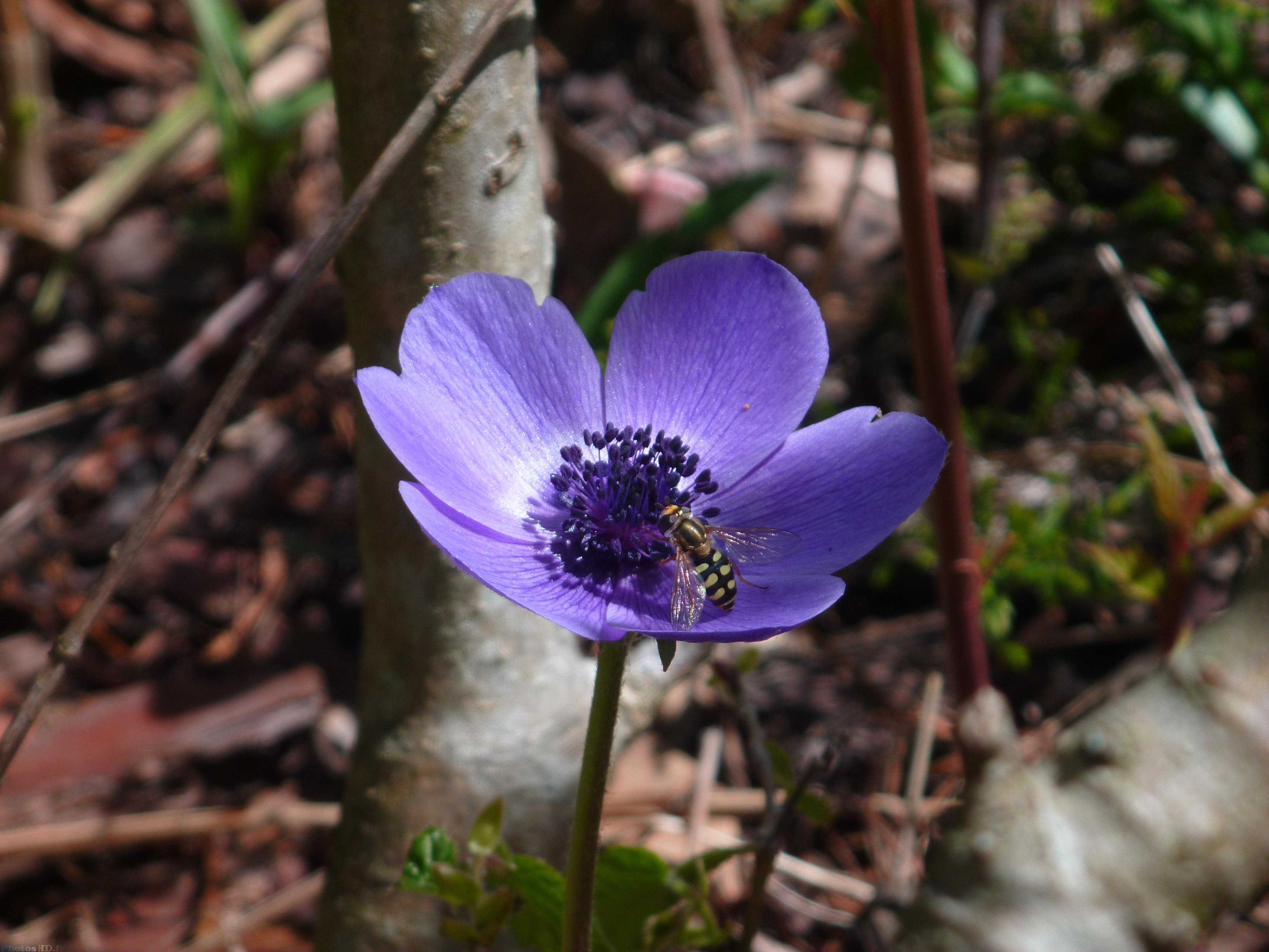 Guêpe sur une fleur