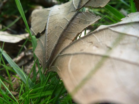 Feuille sèche