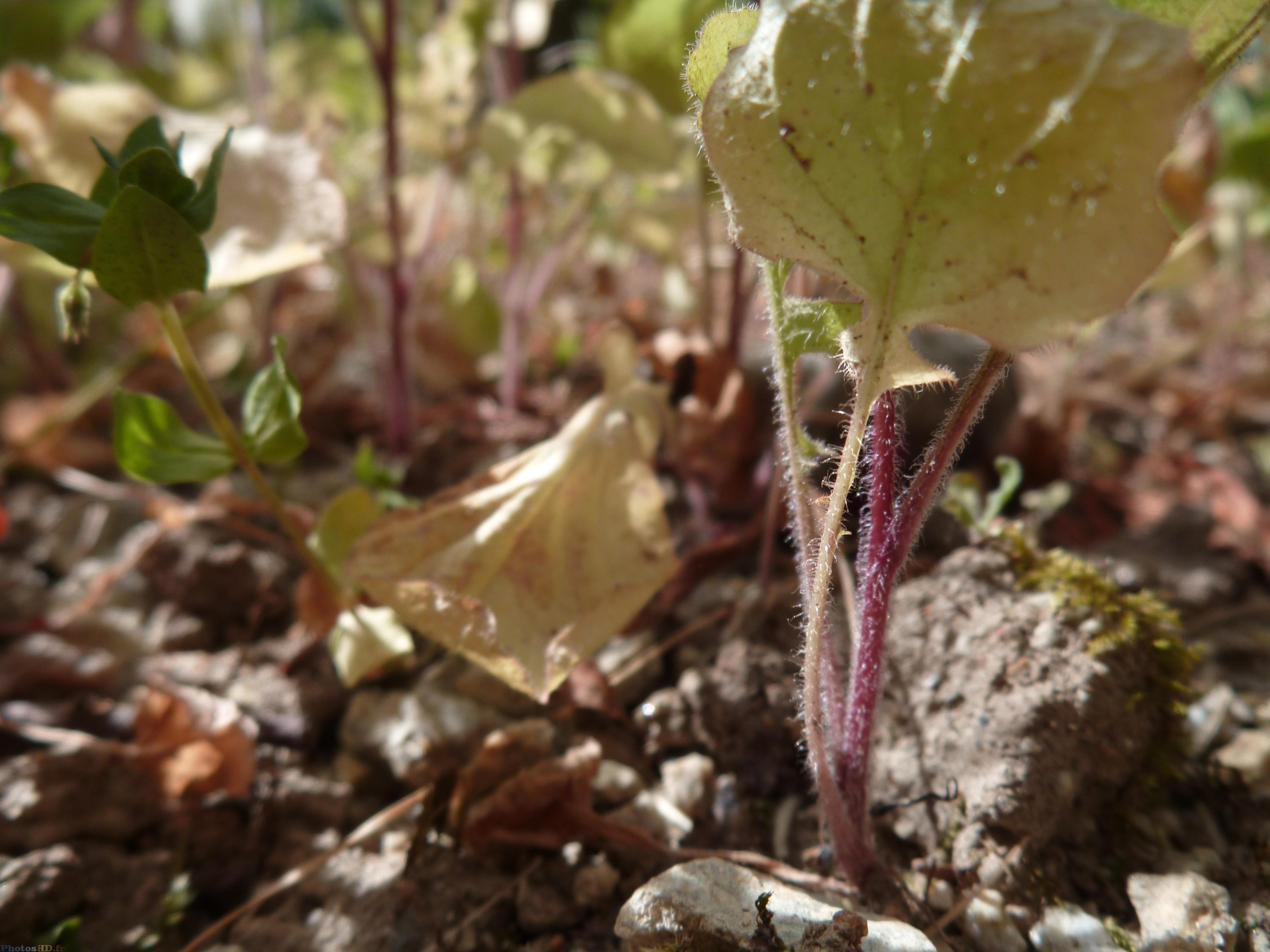 Le jardin sauvage