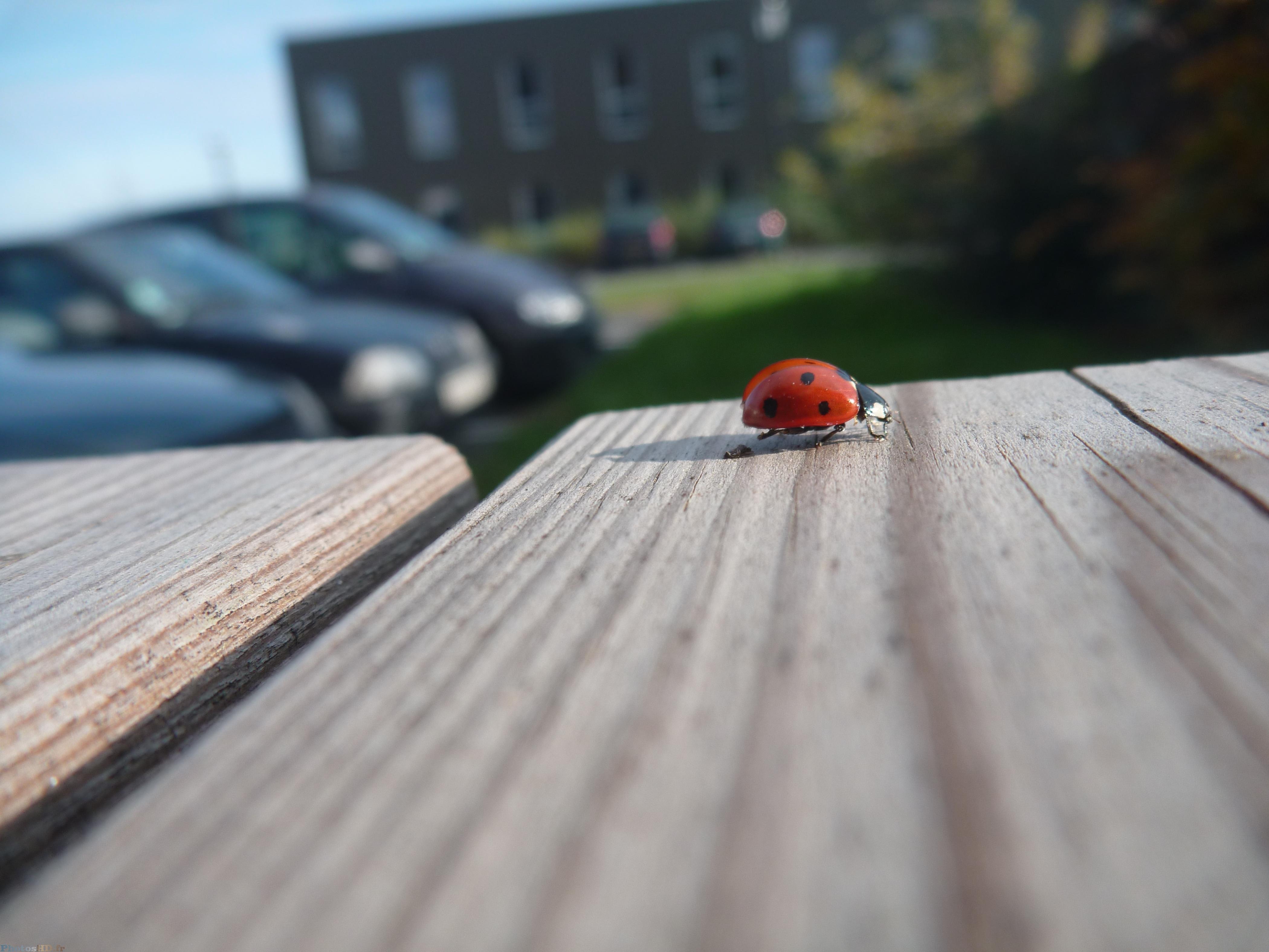 Coccinelle rouge