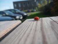 Coccinelle rouge