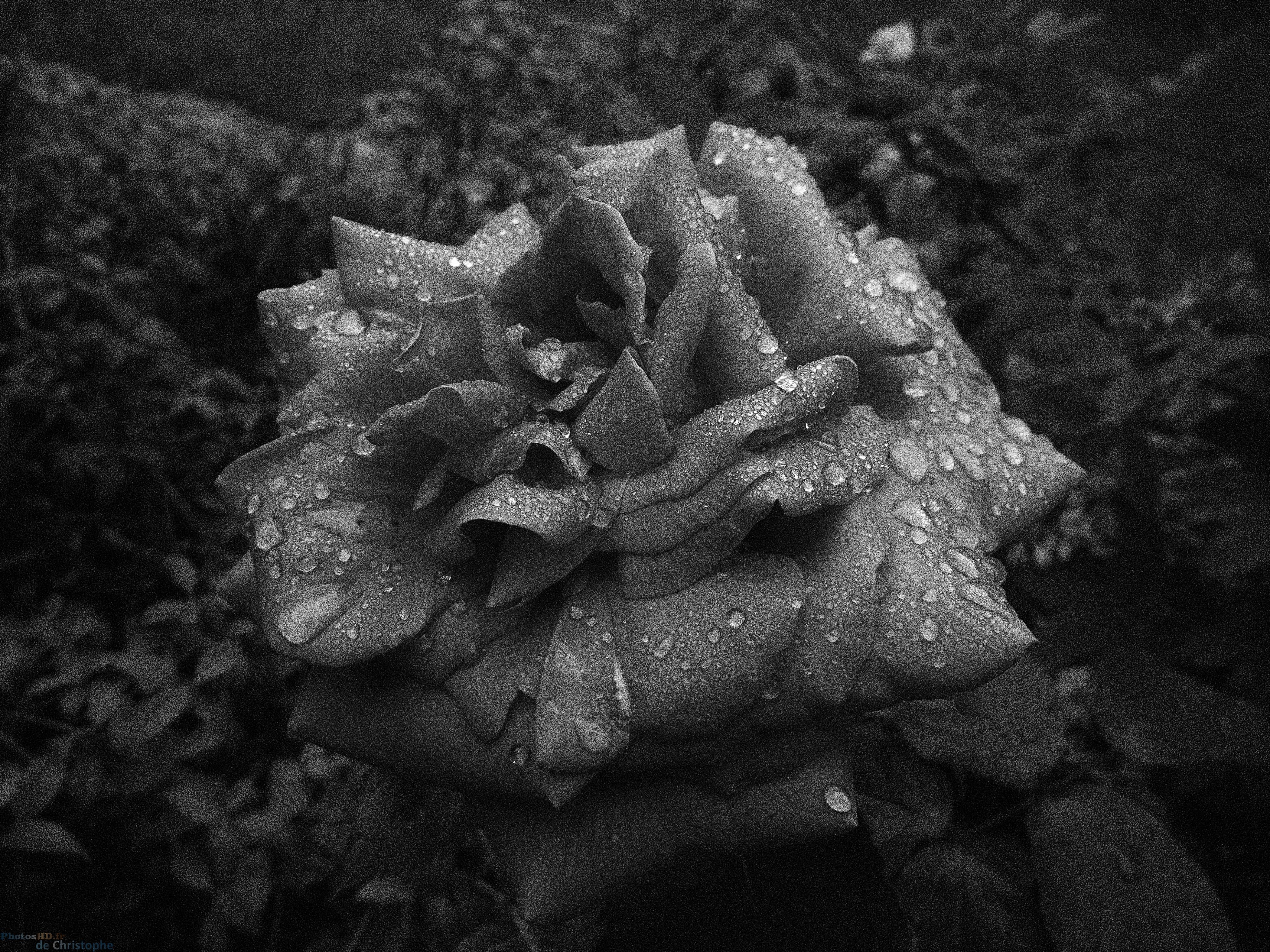 Gouttes d'eau sur une rose