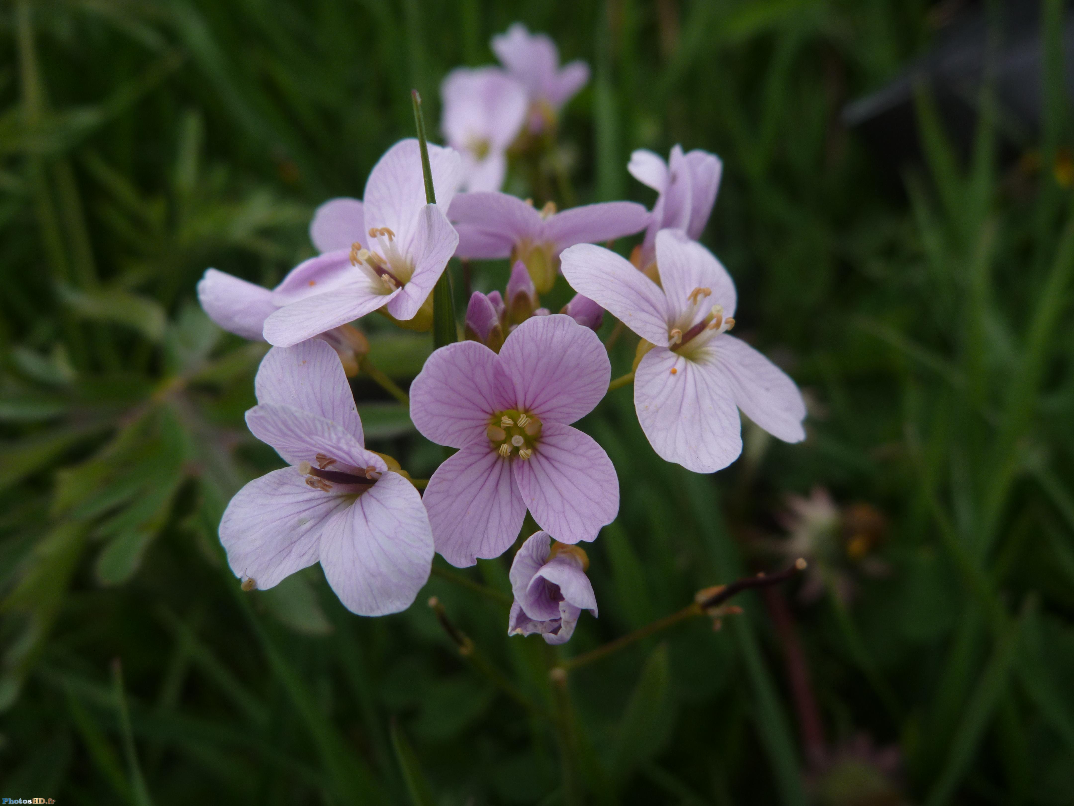 Fleurs violettes