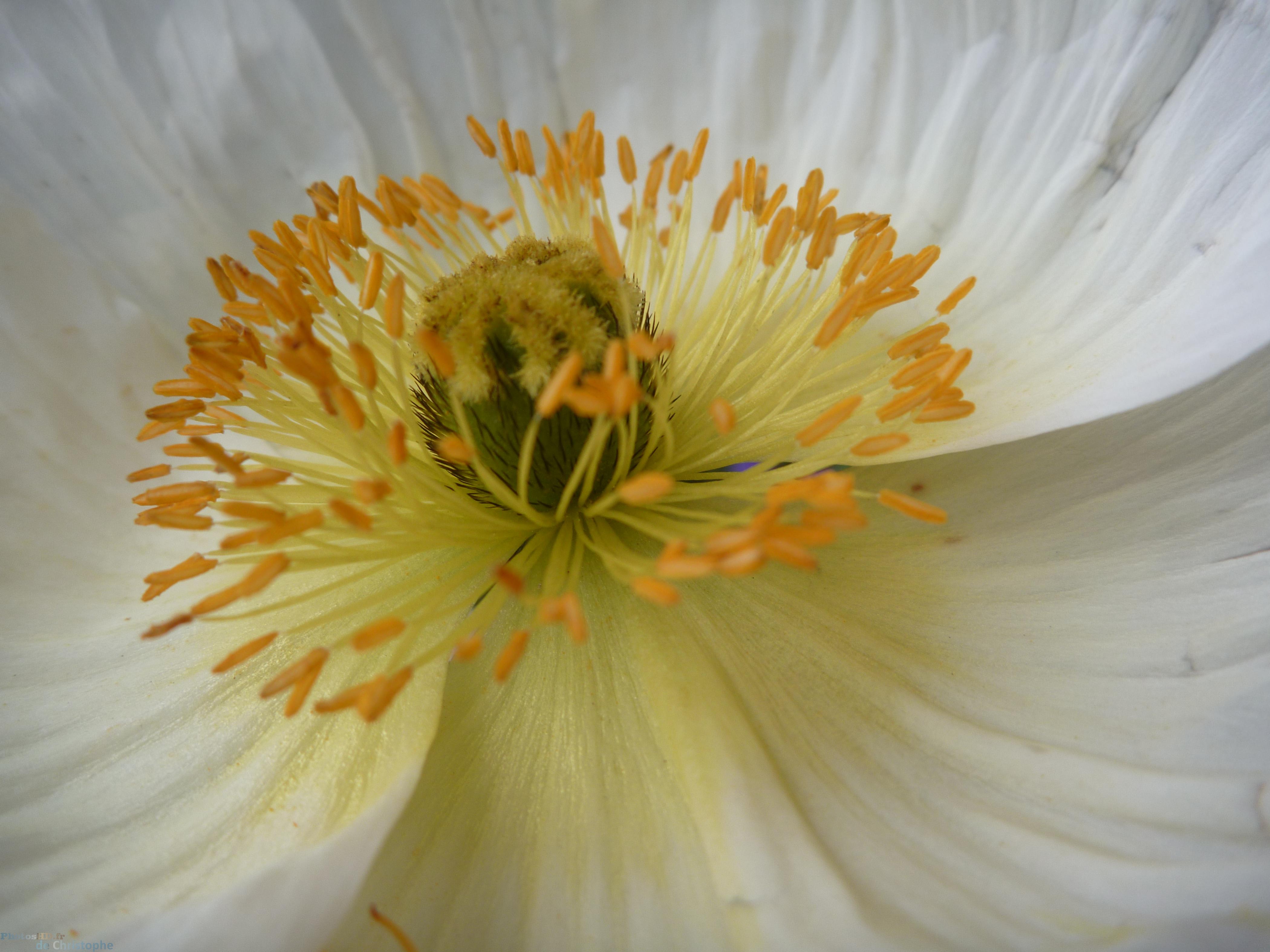 Centre d'une fleur de pavot