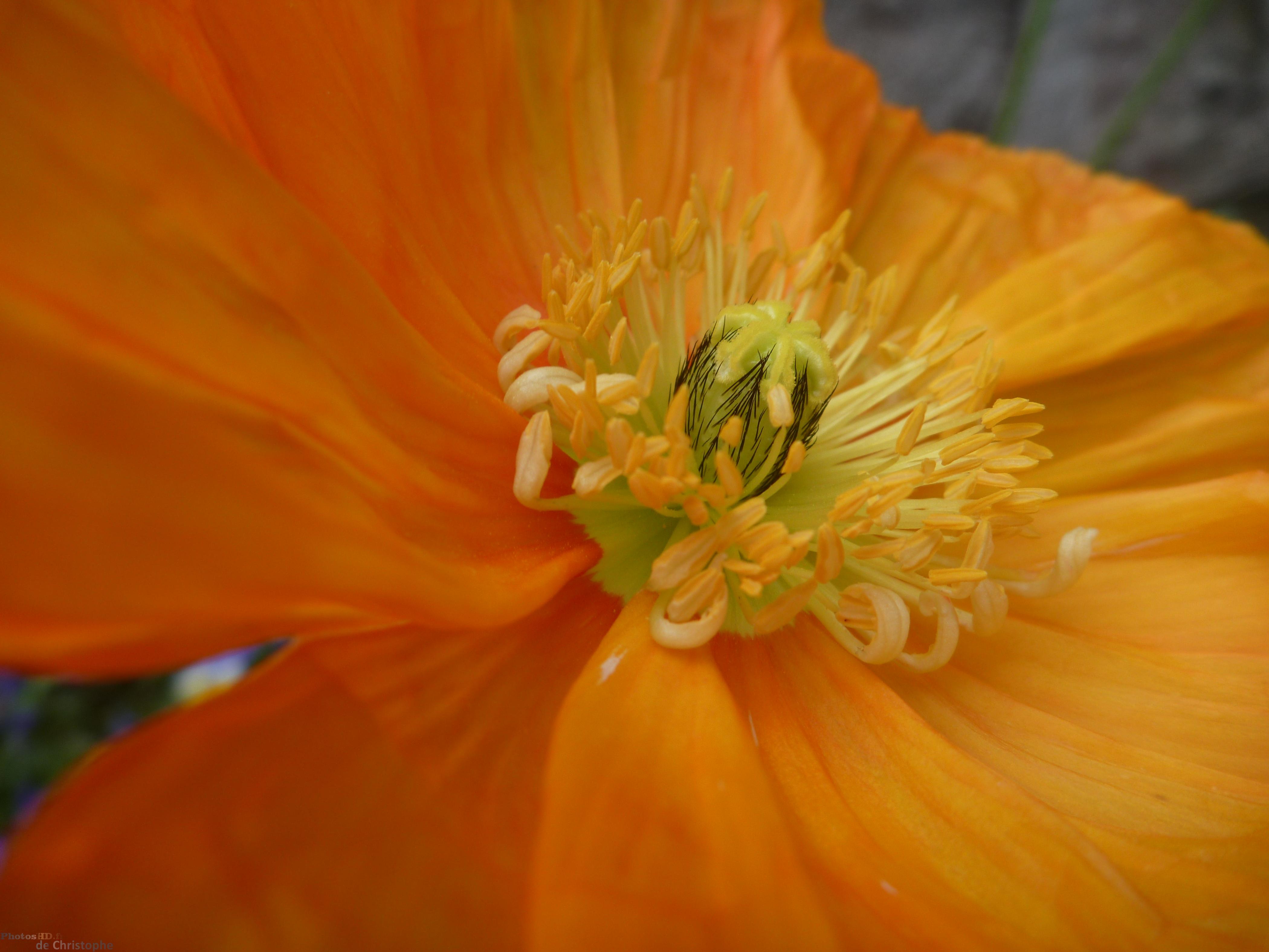 Centre d'une fleur de pavot doré