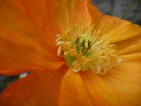 Centre d'une fleur de pavot doré