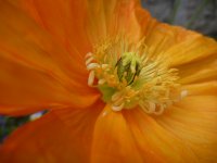 Centre d'une fleur de pavot doré