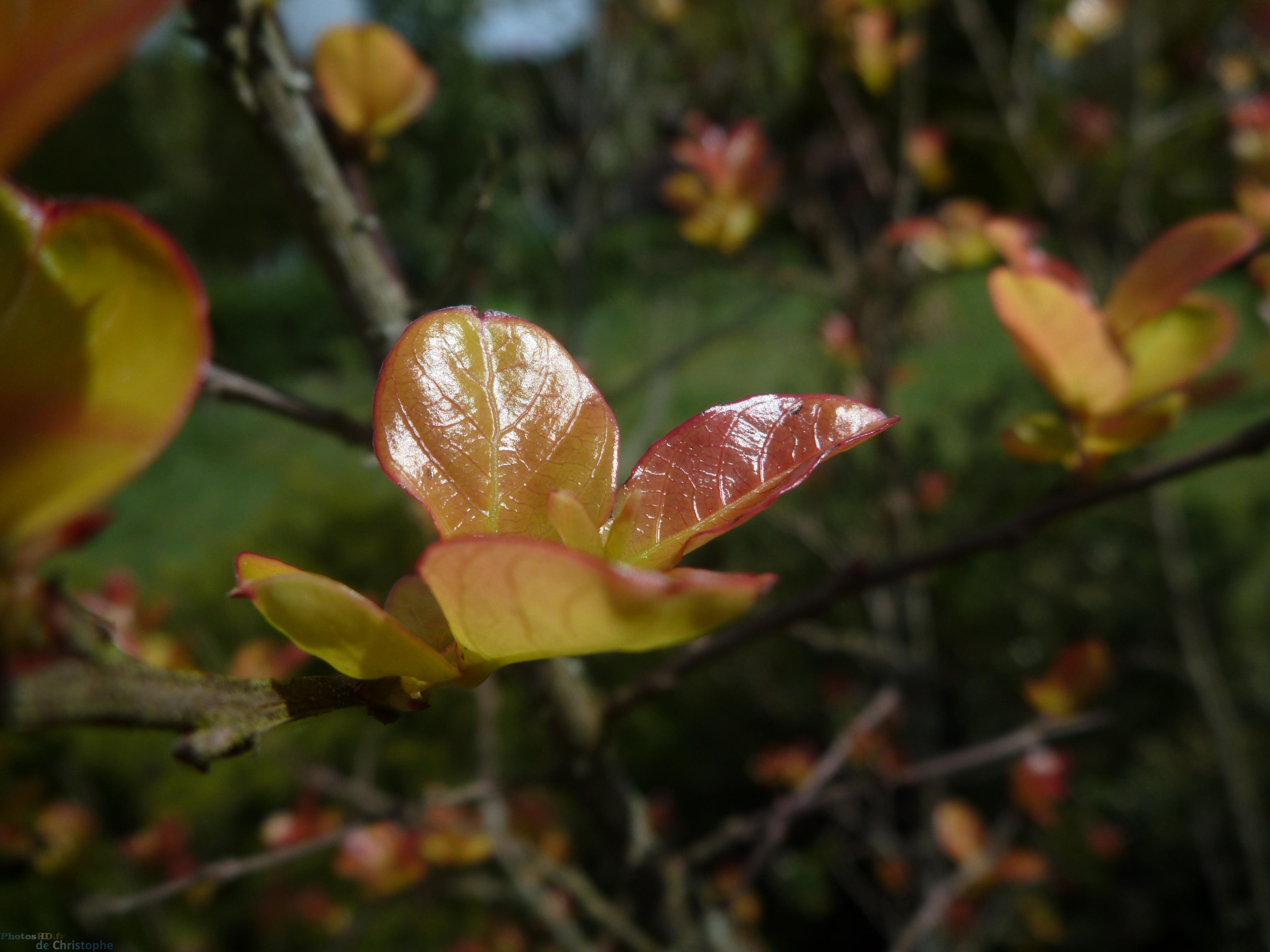 Des feuilles d'un arbre