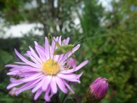 Sauterelle sur une Aster novae-angliae