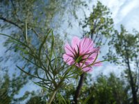 marguerite rose Daisy