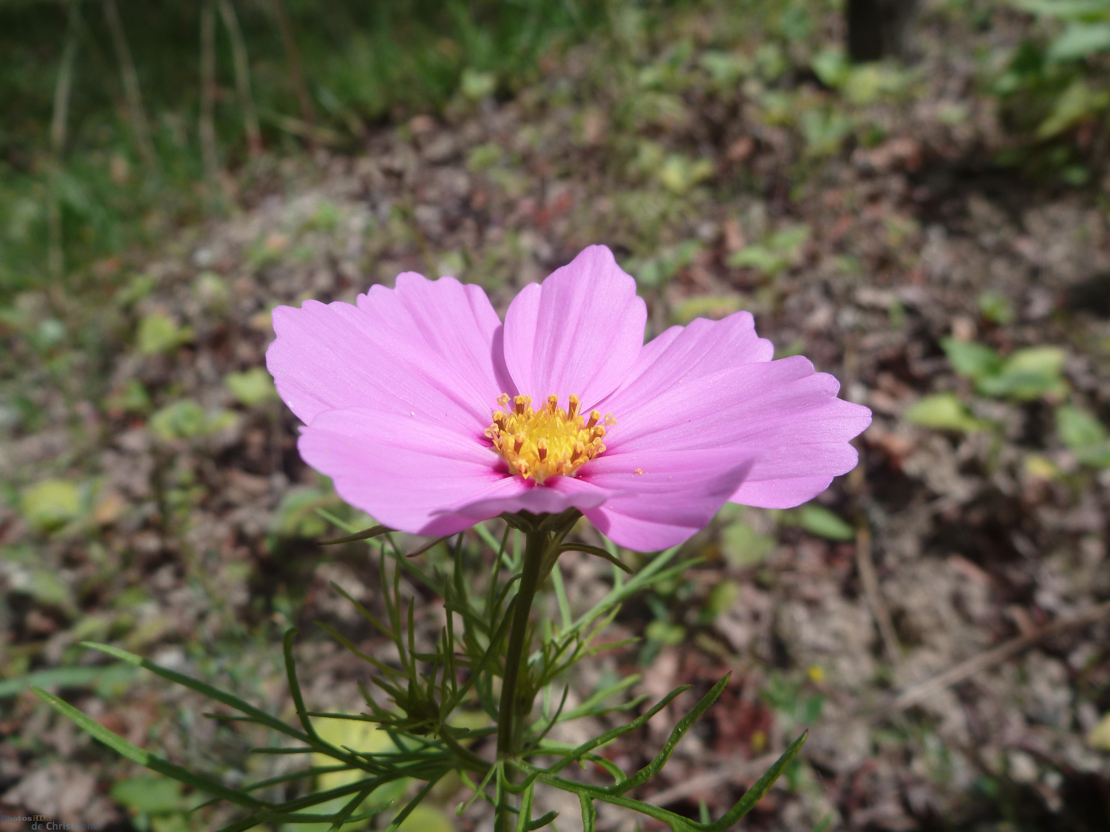 marguerite rose Daisy