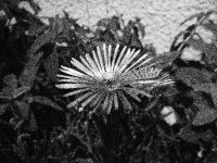 Aster novae-angliae en noir & blanc