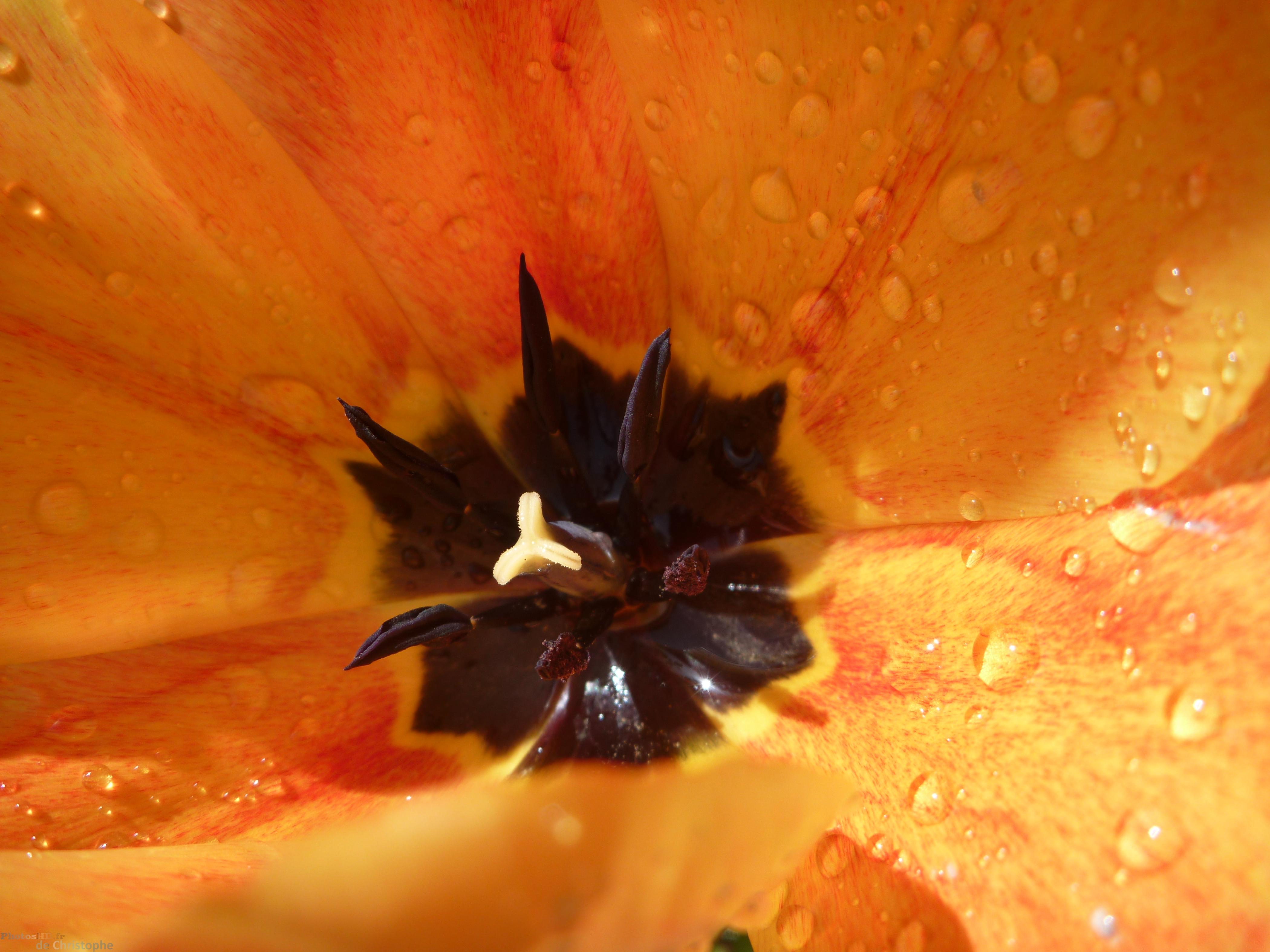 Tulipe de près