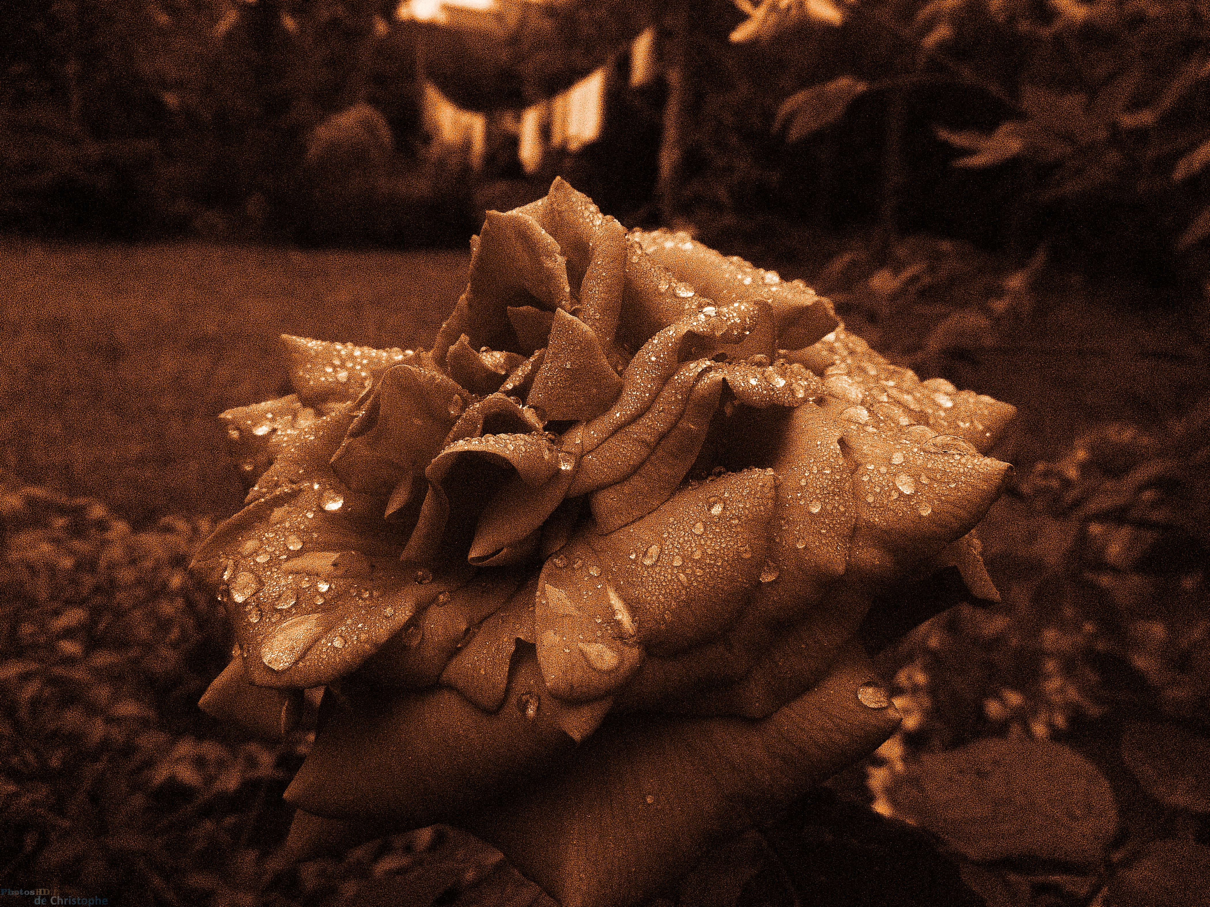 Gouttes d'eau sur une fleur