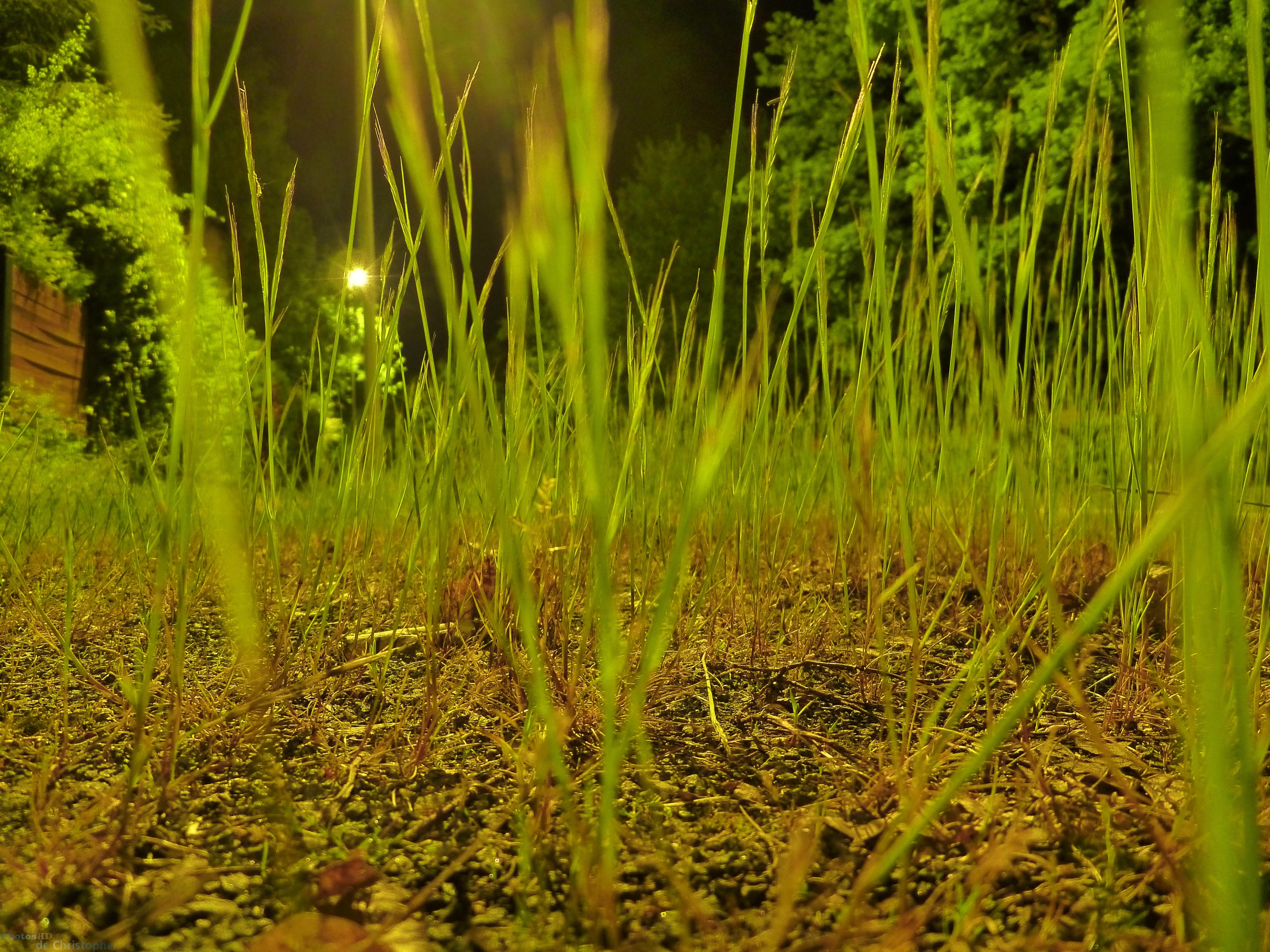 L'herbe d'un chemin