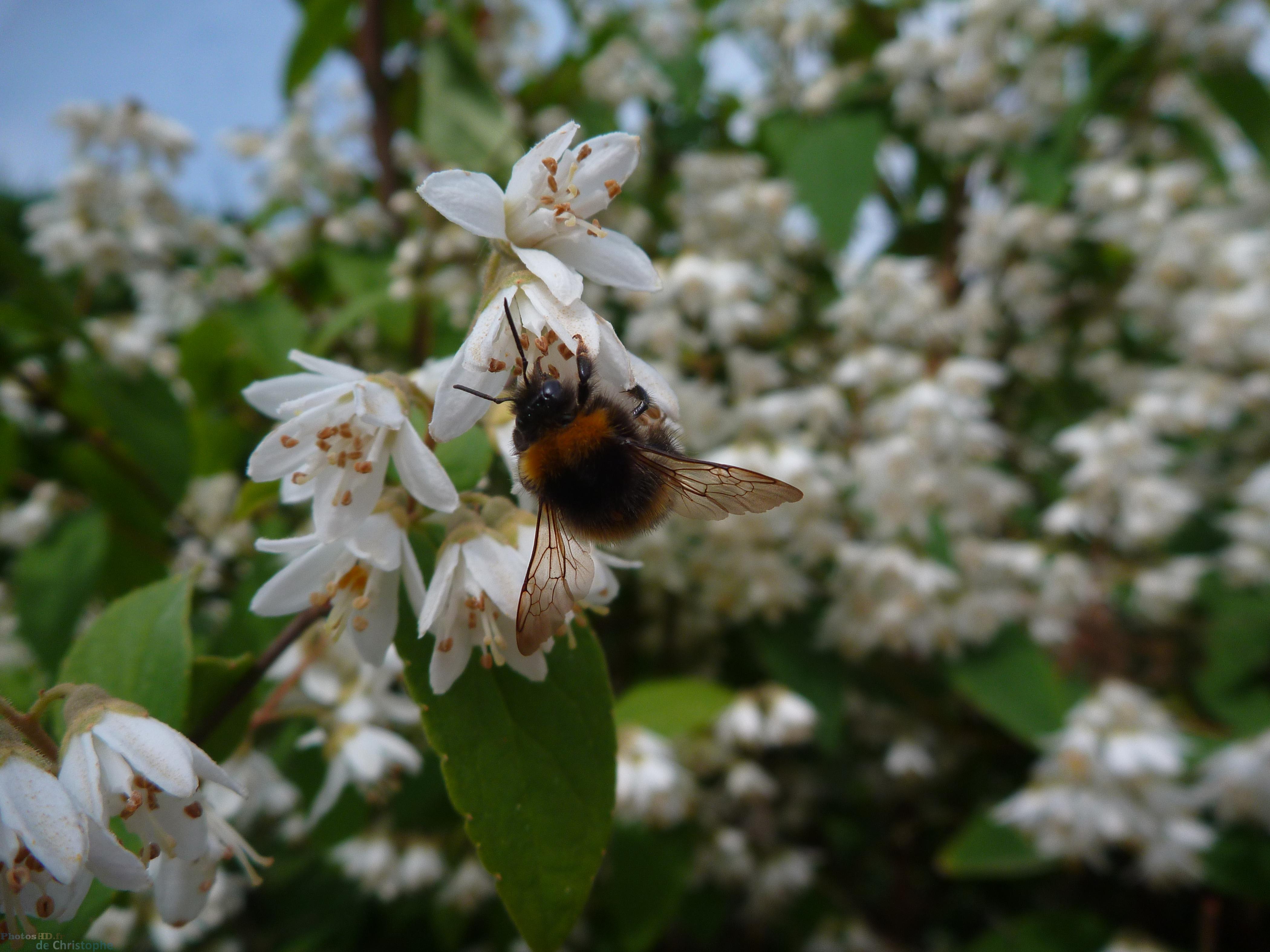 L'abeille qui butine