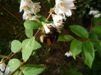 L'abeille toute sale
