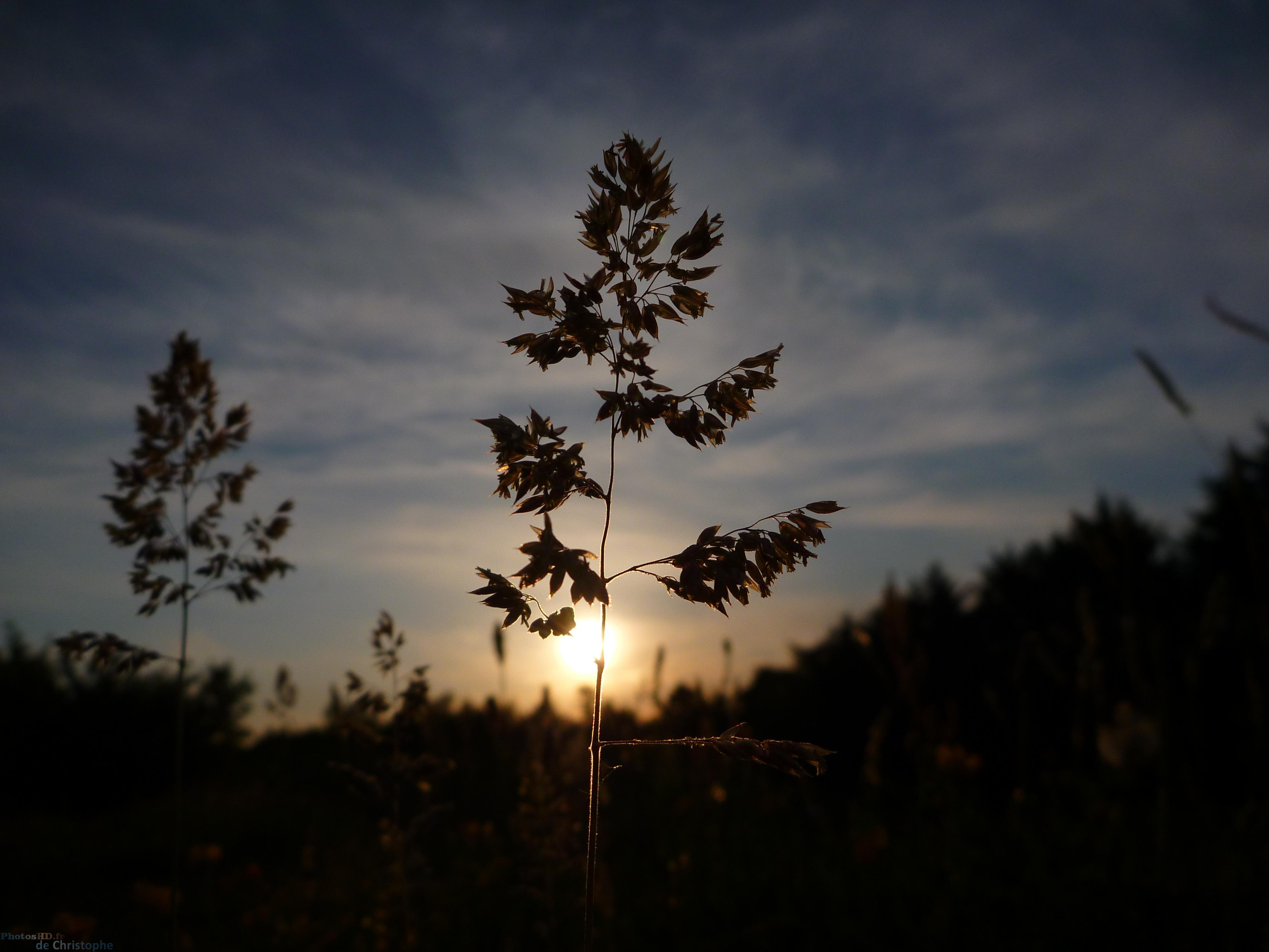 Le petit arbre