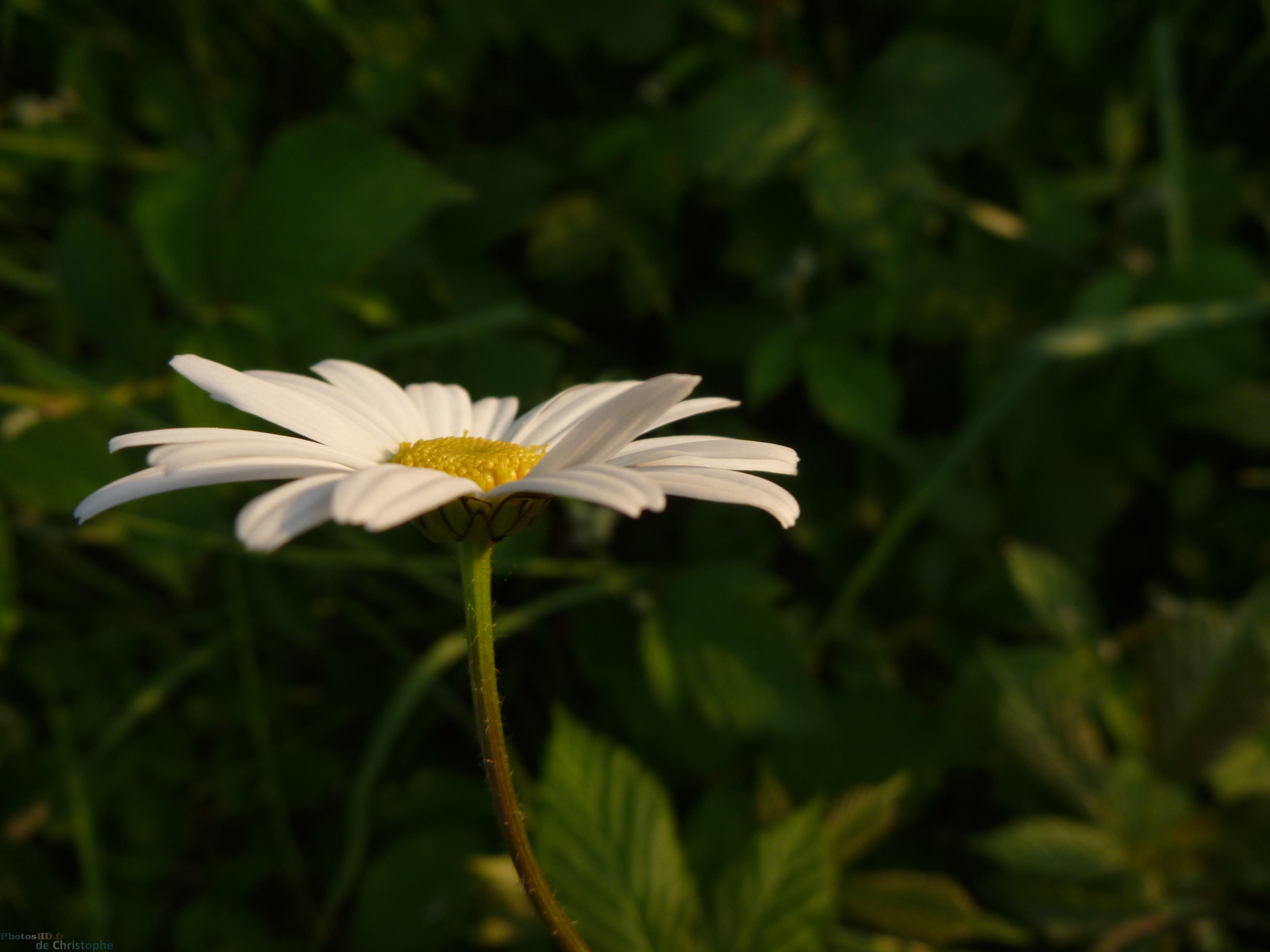 Marguerite