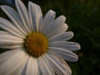 Astéraceae Marguerite