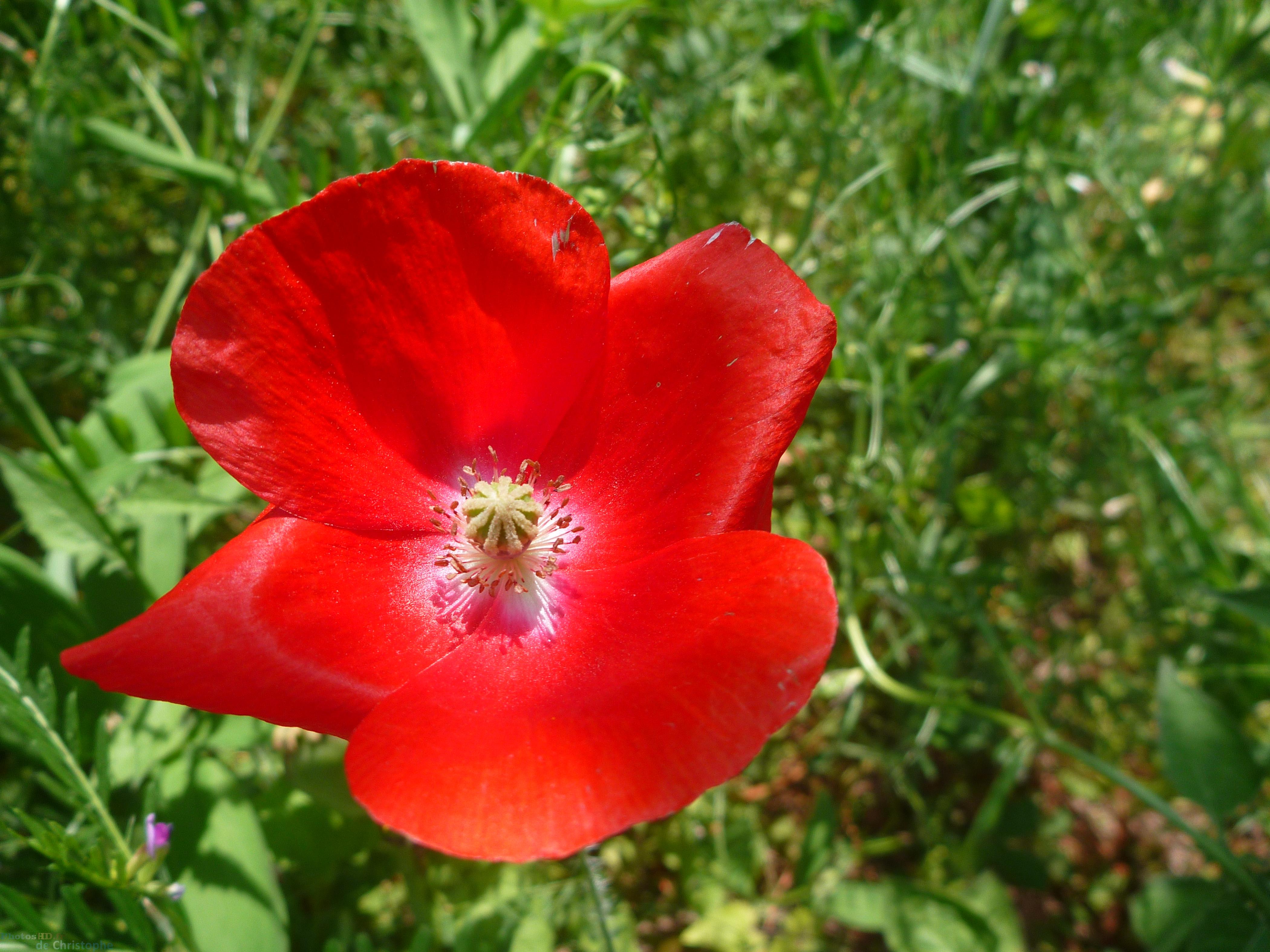 Coquelicot